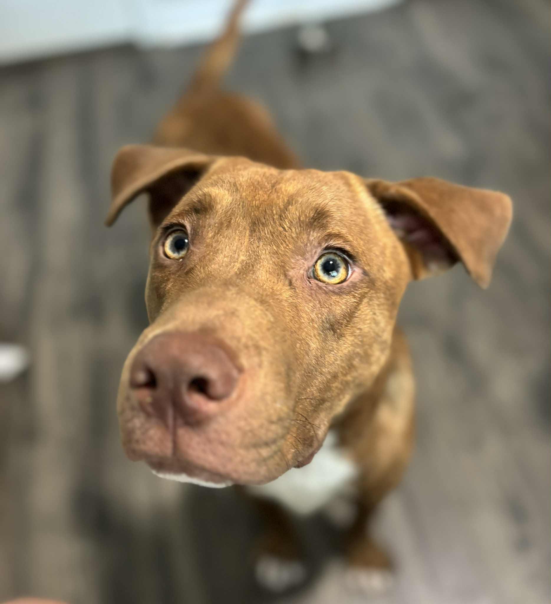 Marco, a Adoptable Mixed Breed in Huntsville, AL image 4/6