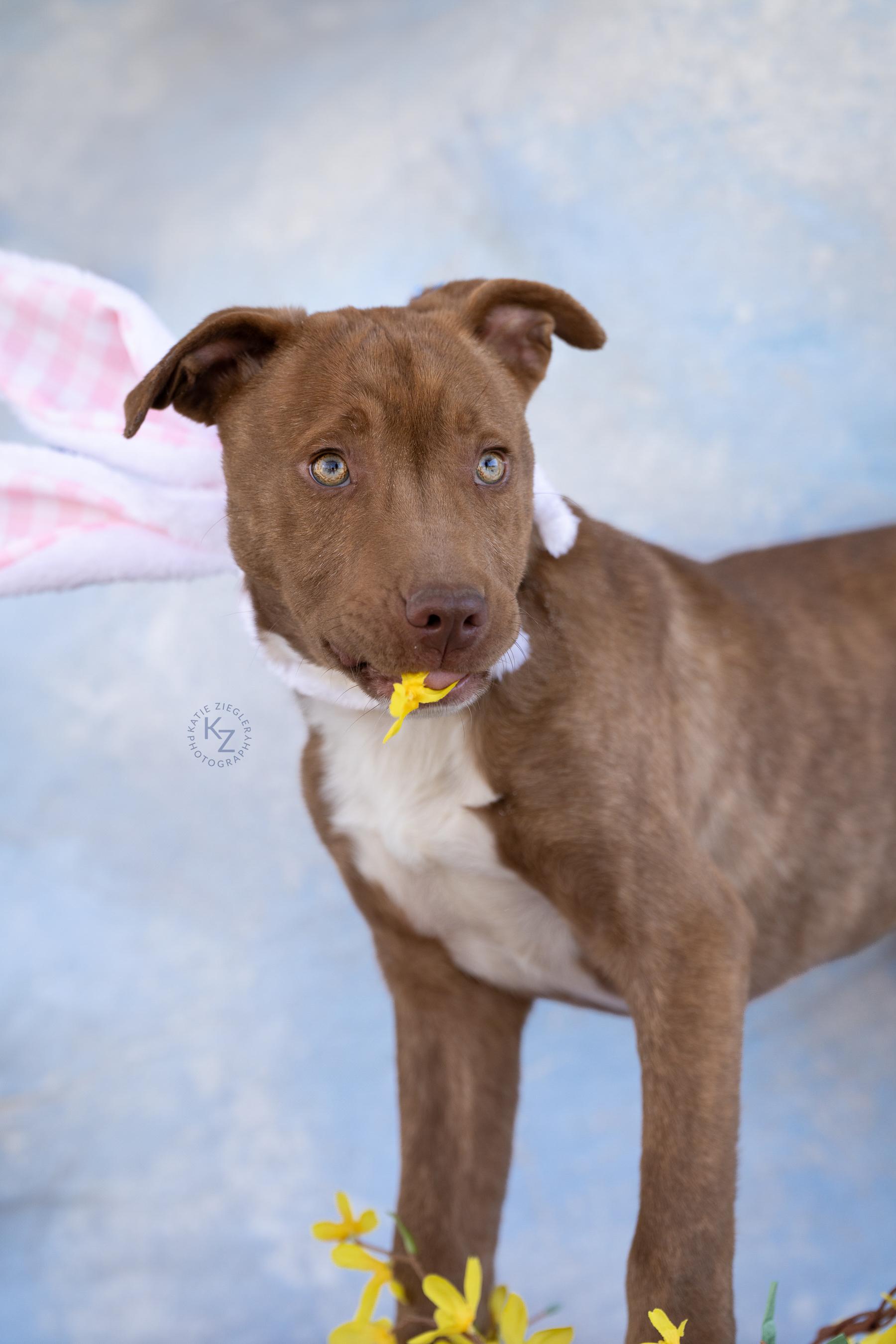 Marco, a Adoptable Mixed Breed in Huntsville, AL image 5/6