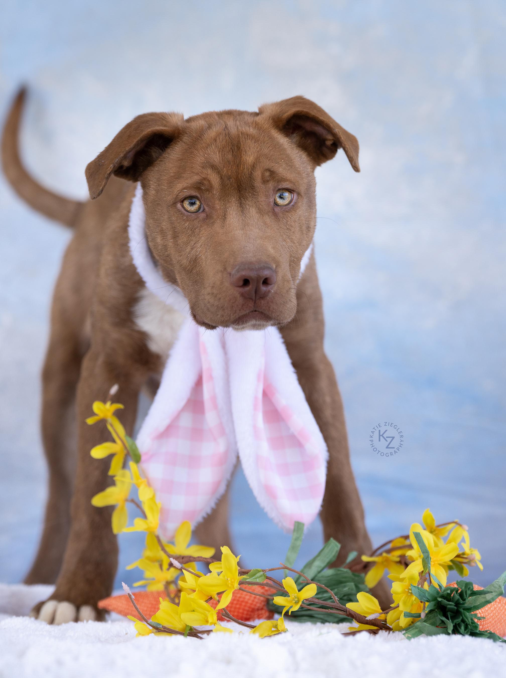 Marco, a Adoptable Mixed Breed in Huntsville, AL image 6/6