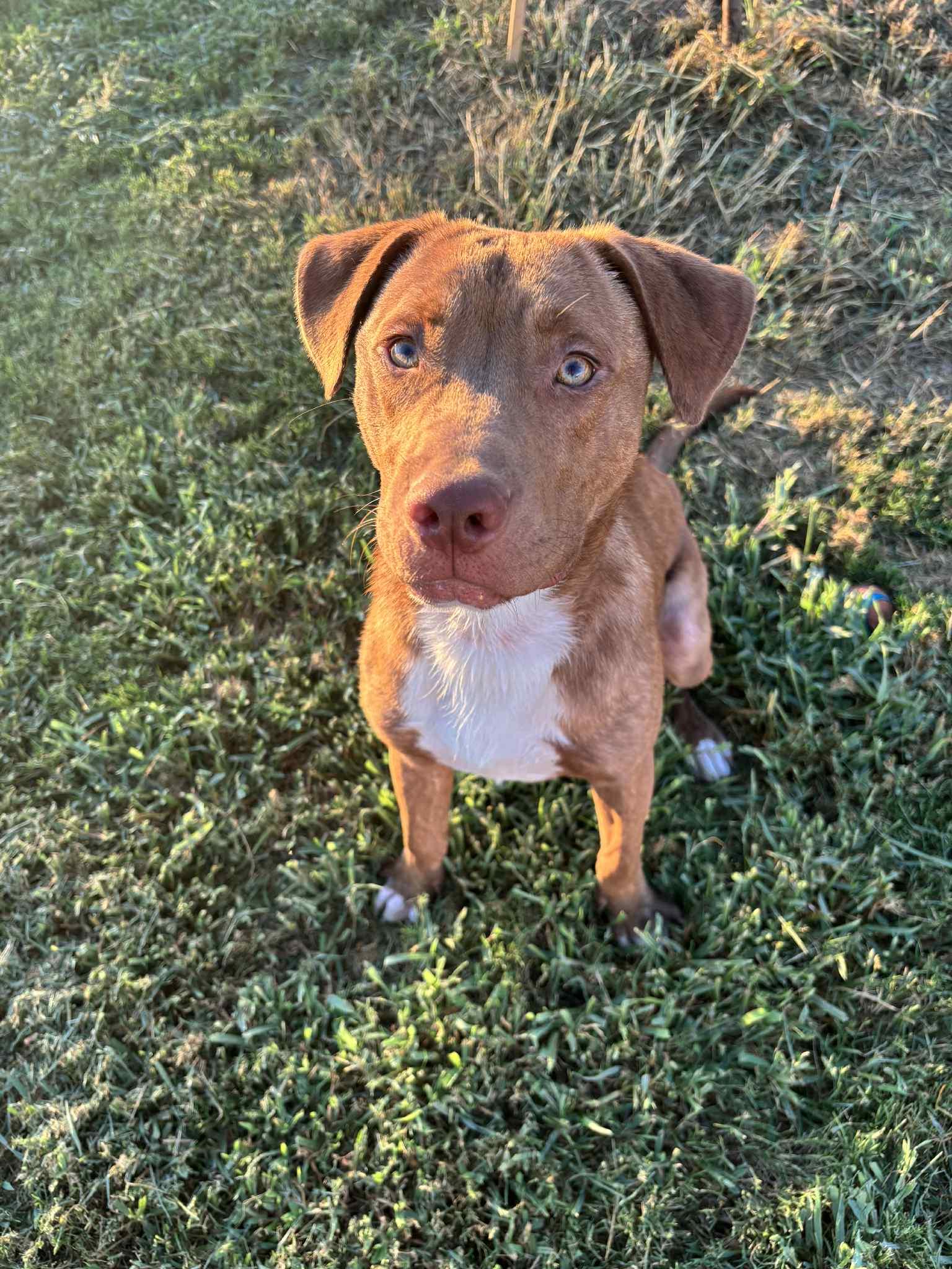 Marco, a Adoptable Mixed Breed in Huntsville, AL image 1/6
