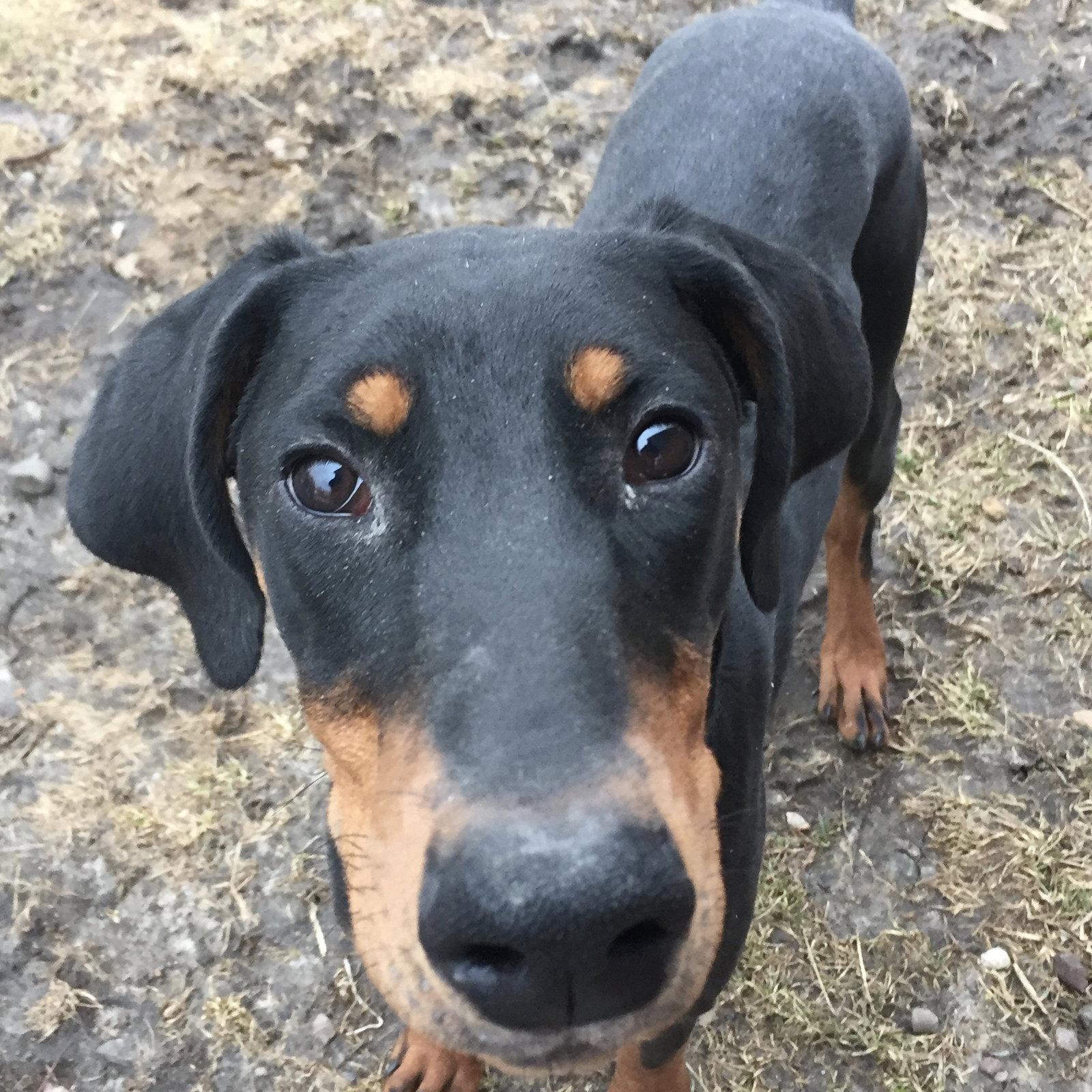 Remy, Adopted, Puppy Male Doberman Pinscher.