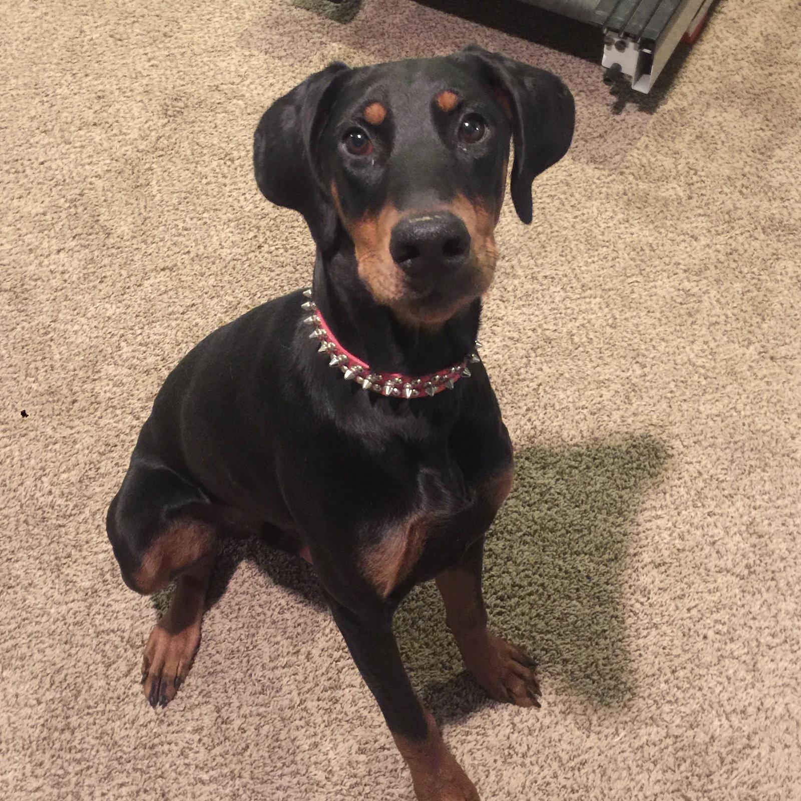 Remy, a Adopted Doberman Pinscher in Minneapolis, MN image 2/3