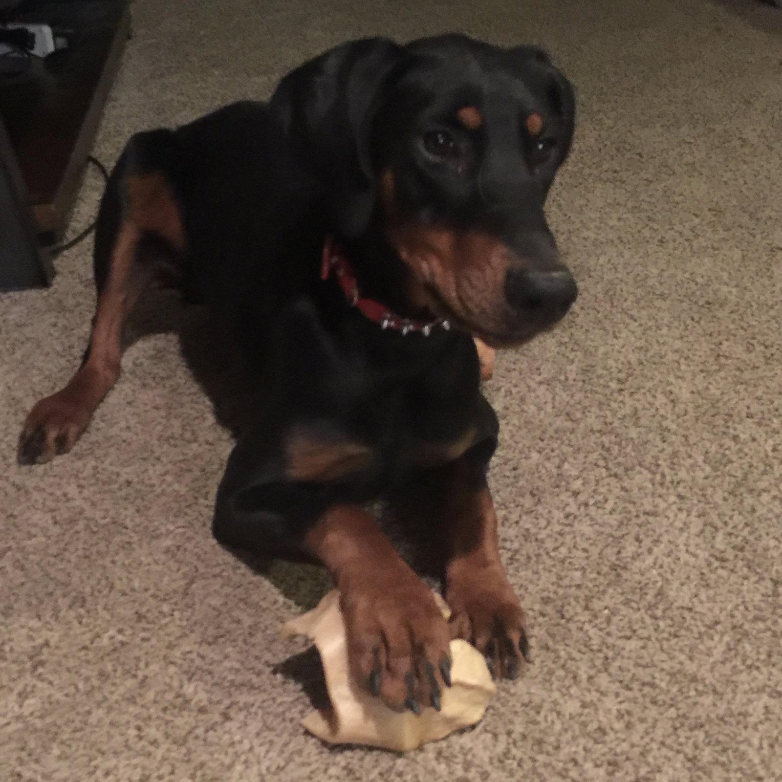Remy, a Adopted Doberman Pinscher in Minneapolis, MN image 3/3
