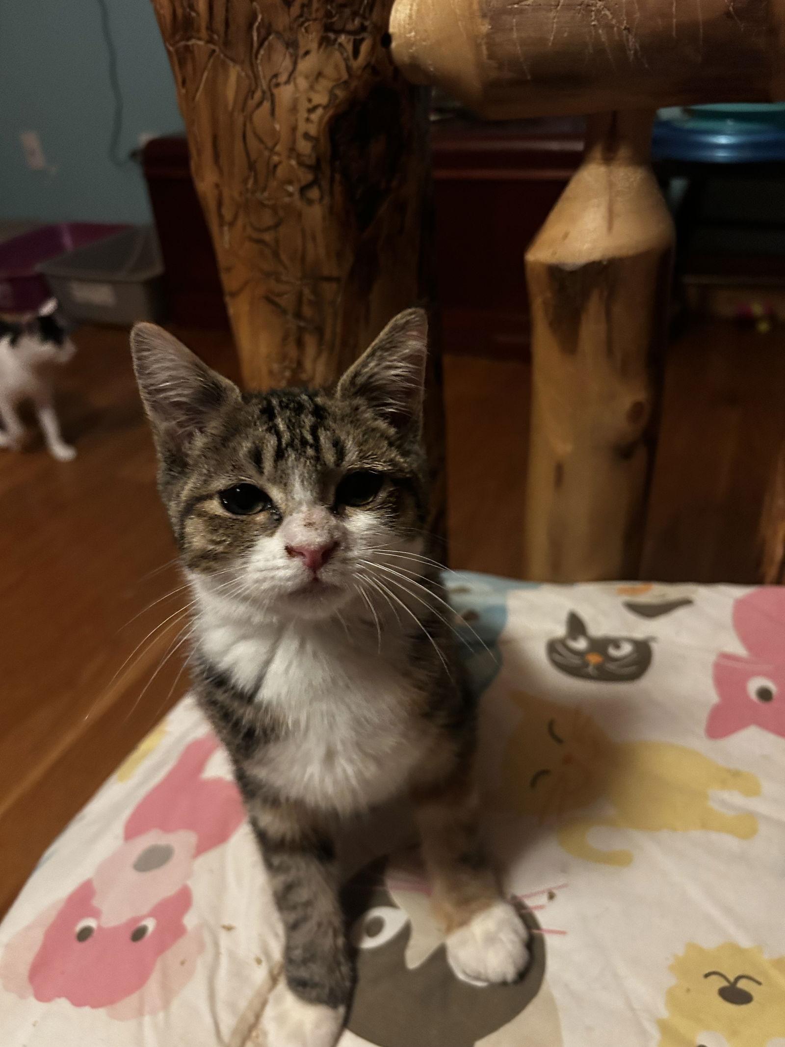 Junie, a Adoptable Domestic Medium Hair in Absecon, NJ image 1/3