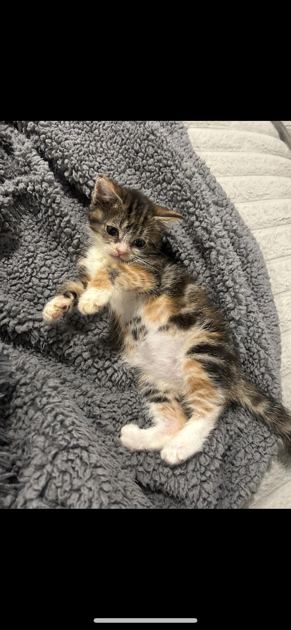 Junie, a Adoptable Domestic Medium Hair in Absecon, NJ image 2/3