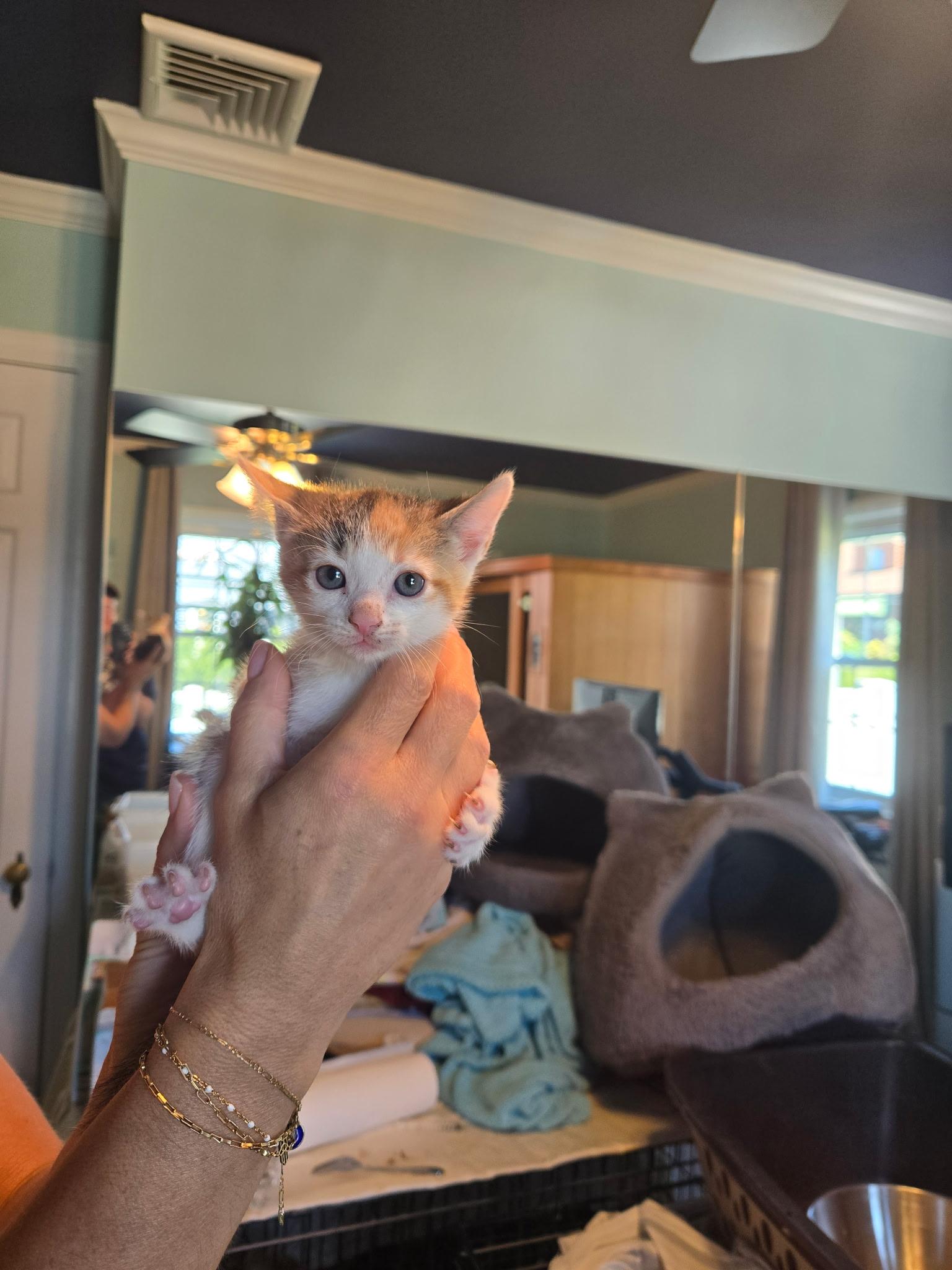 Holly, a ADOPTABLE Calico in Clifton, NJ image 1/3