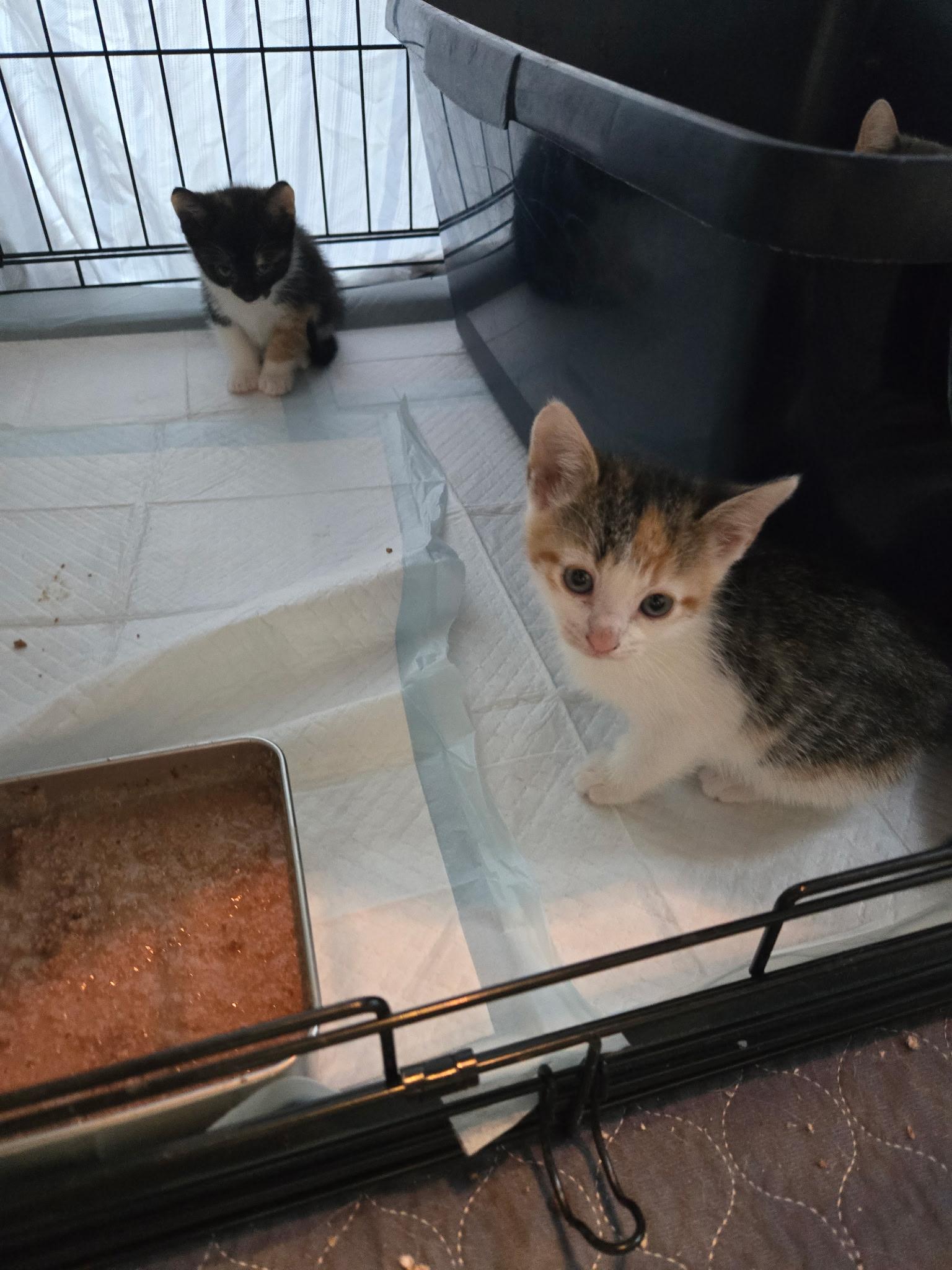 Holly, a ADOPTABLE Calico in Clifton, NJ image 3/3