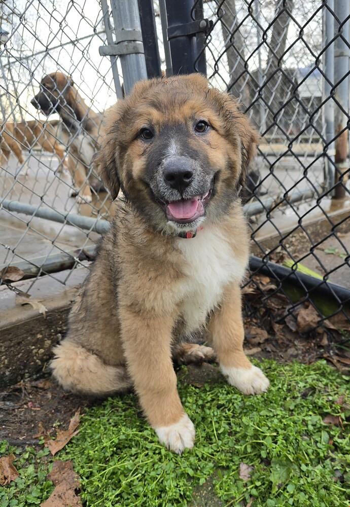 Enlarge Puff, a Adoptable mixed breed in Henniker, NH image 1/1