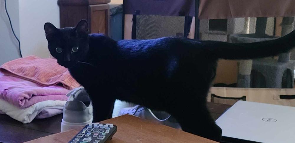 Enlarge Willis, a Adoptable Domestic Short Hair in Lancaster, CA image 1/1