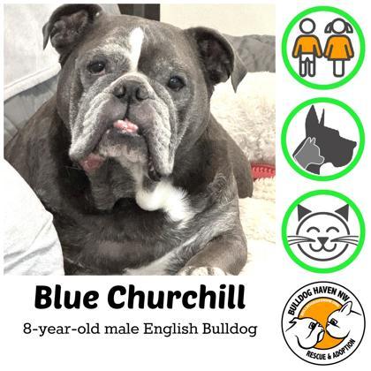 BLUE CHURCHILL, a ADOPTABLE English Bulldog in Bonney Lake, WA image 1/3
