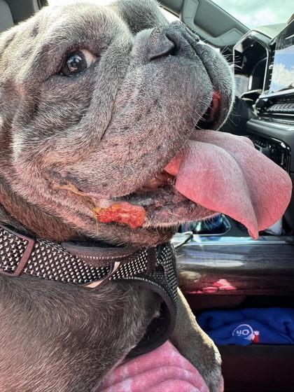 BLUE CHURCHILL, a ADOPTABLE English Bulldog in Bonney Lake, WA image 3/3