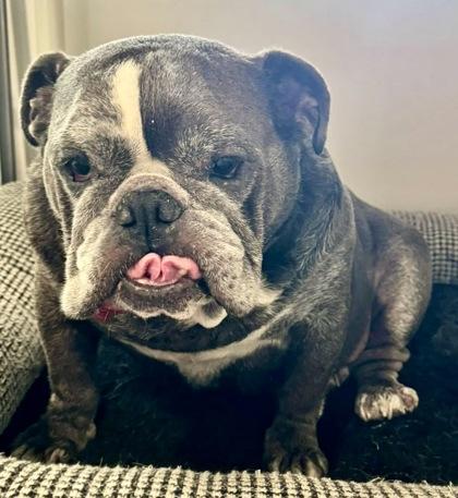 BLUE CHURCHILL, a ADOPTABLE English Bulldog in Bonney Lake, WA image 2/3