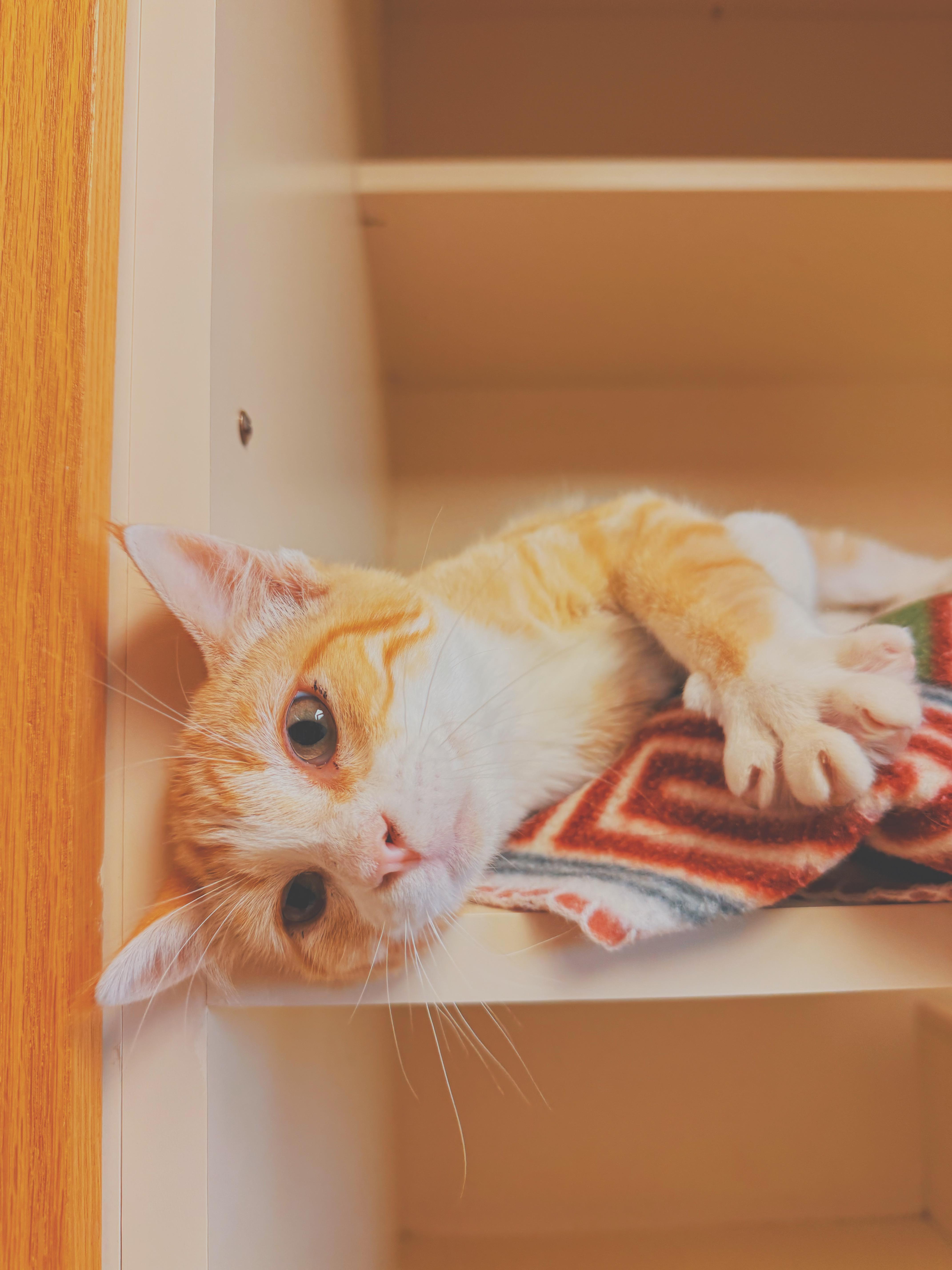 Buns, a ADOPTABLE Domestic Short Hair in Hays, KS image 6/6