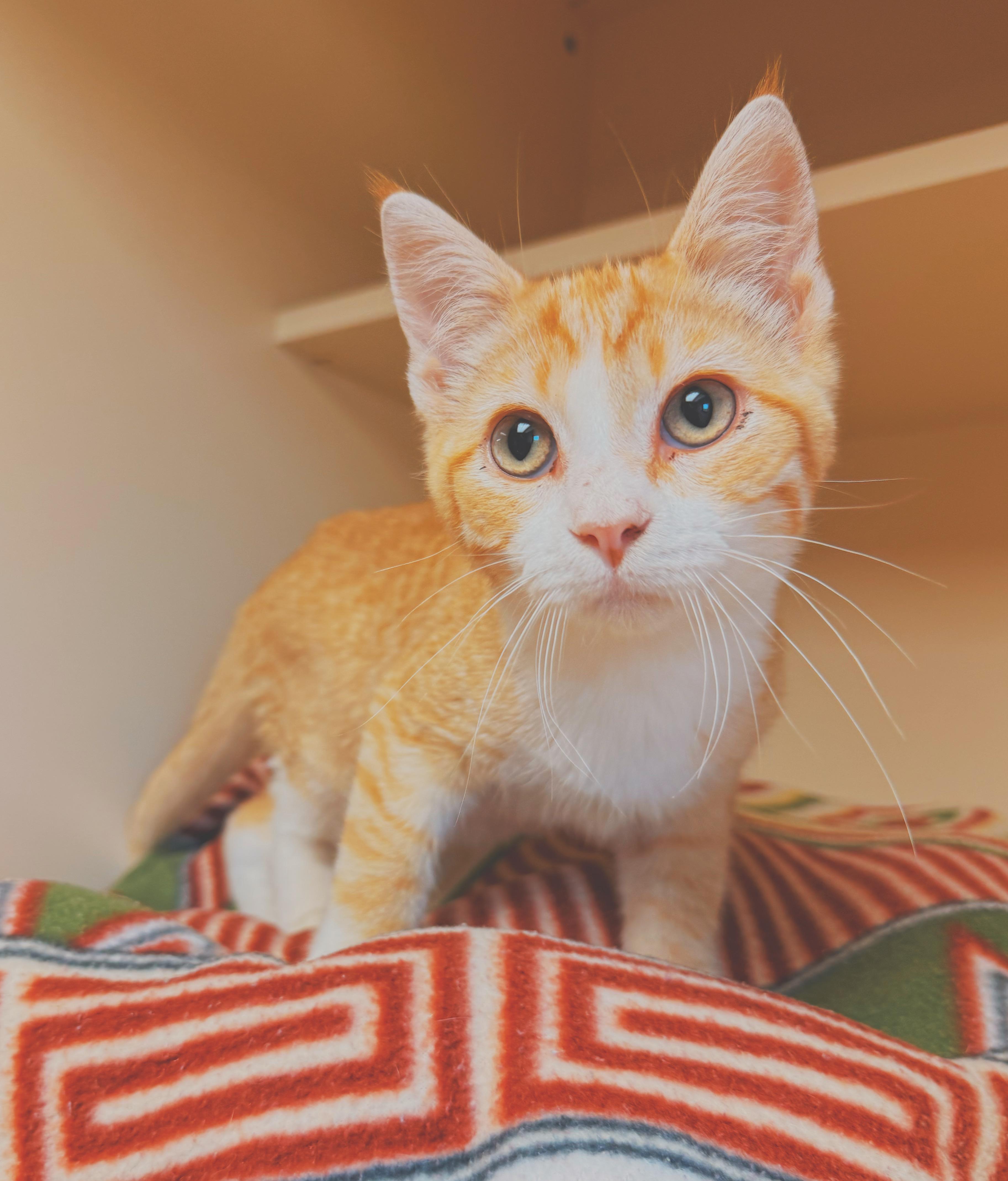 Buns, a ADOPTABLE Domestic Short Hair in Hays, KS image 2/6