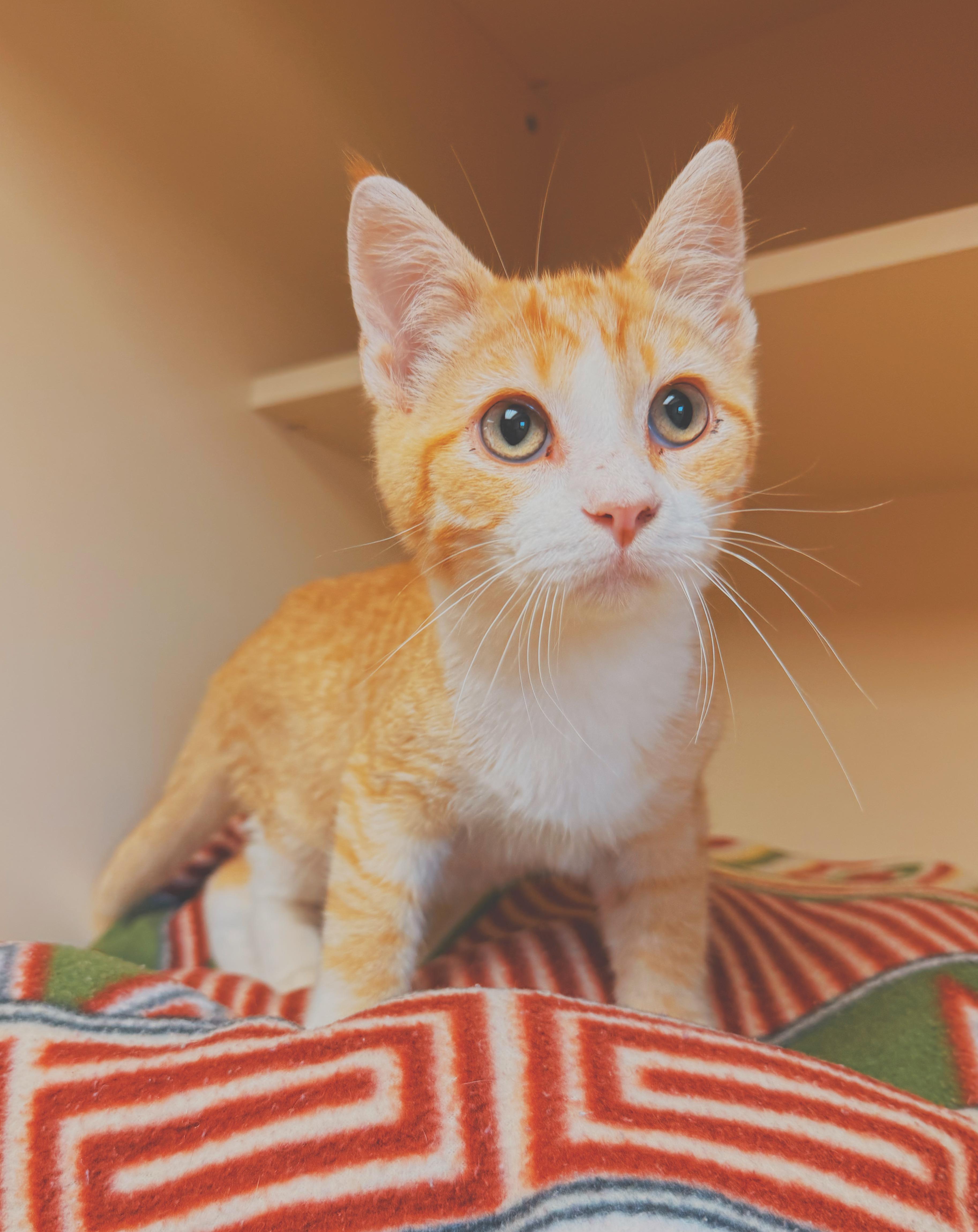 Buns, a ADOPTABLE Domestic Short Hair in Hays, KS image 5/6