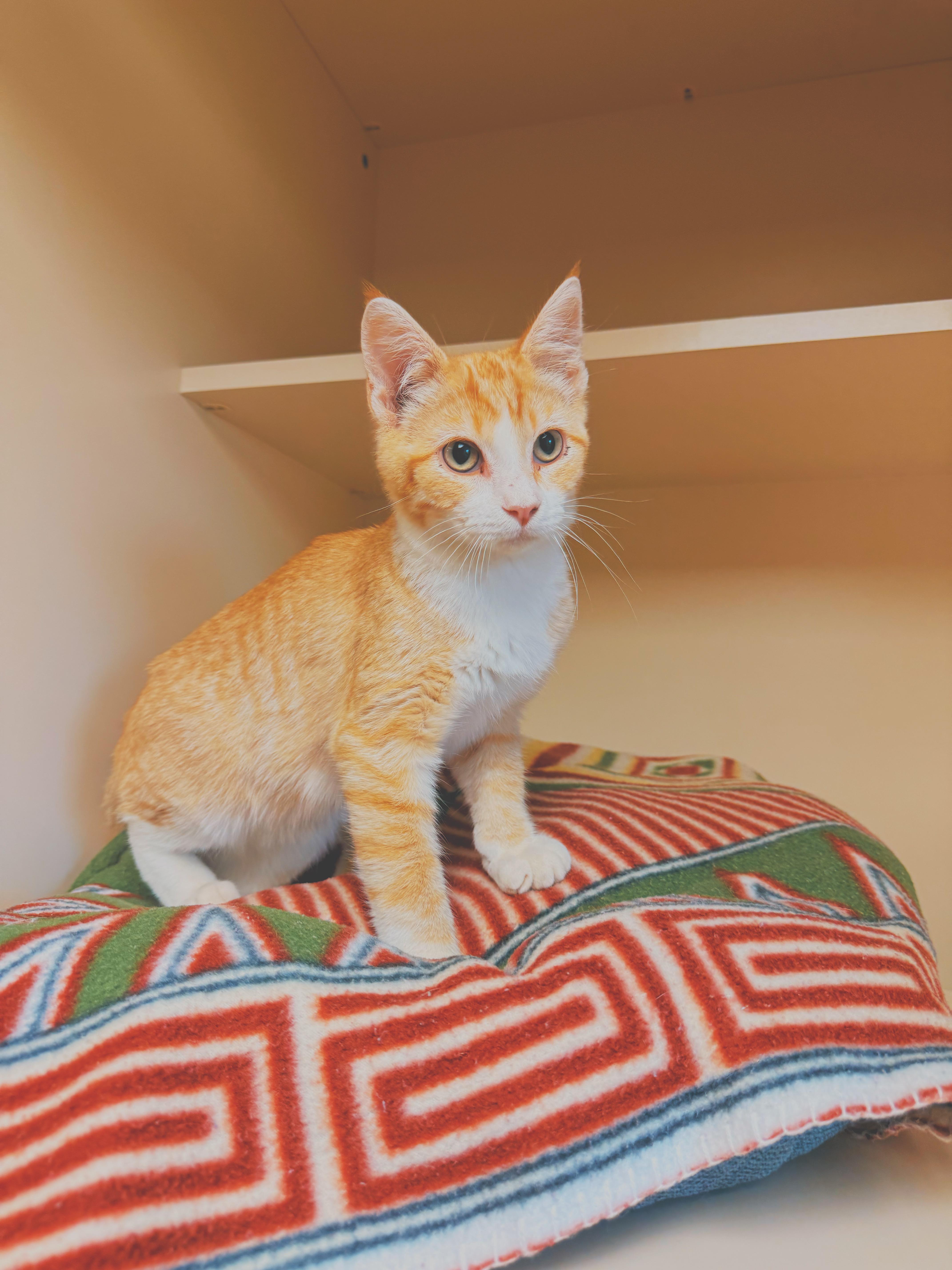 Buns, a ADOPTABLE Domestic Short Hair in Hays, KS image 3/6