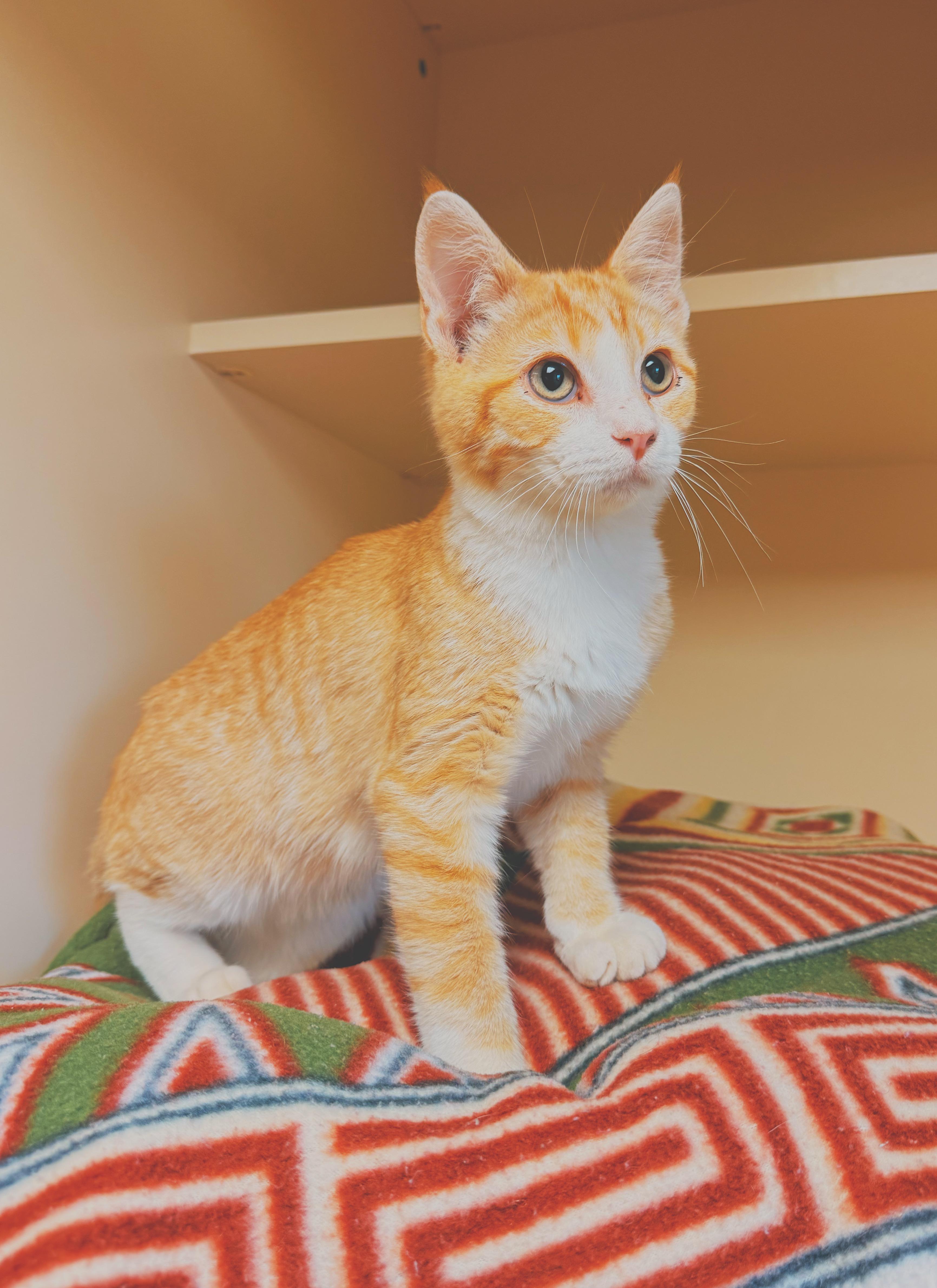 Buns, a ADOPTABLE Domestic Short Hair in Hays, KS image 1/6