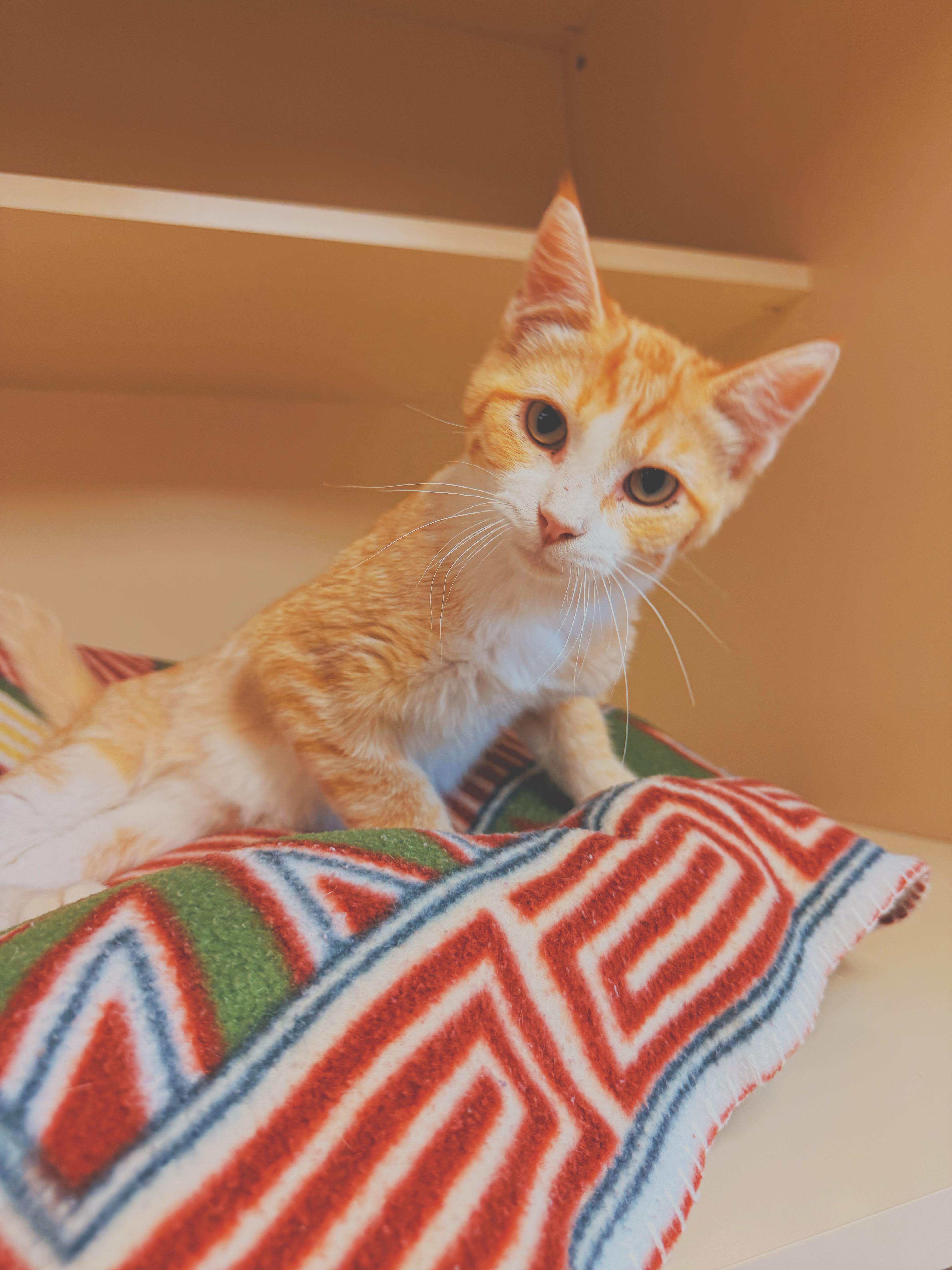 Buns, a ADOPTABLE Domestic Short Hair in Hays, KS image 4/6