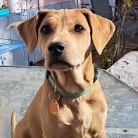 Chestnut, a ADOPTABLE mixed breed in Chino valley, AZ image 2/2