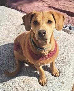 Chestnut, ADOPTABLE, Young Female Schnauzer & Italian Greyhound.