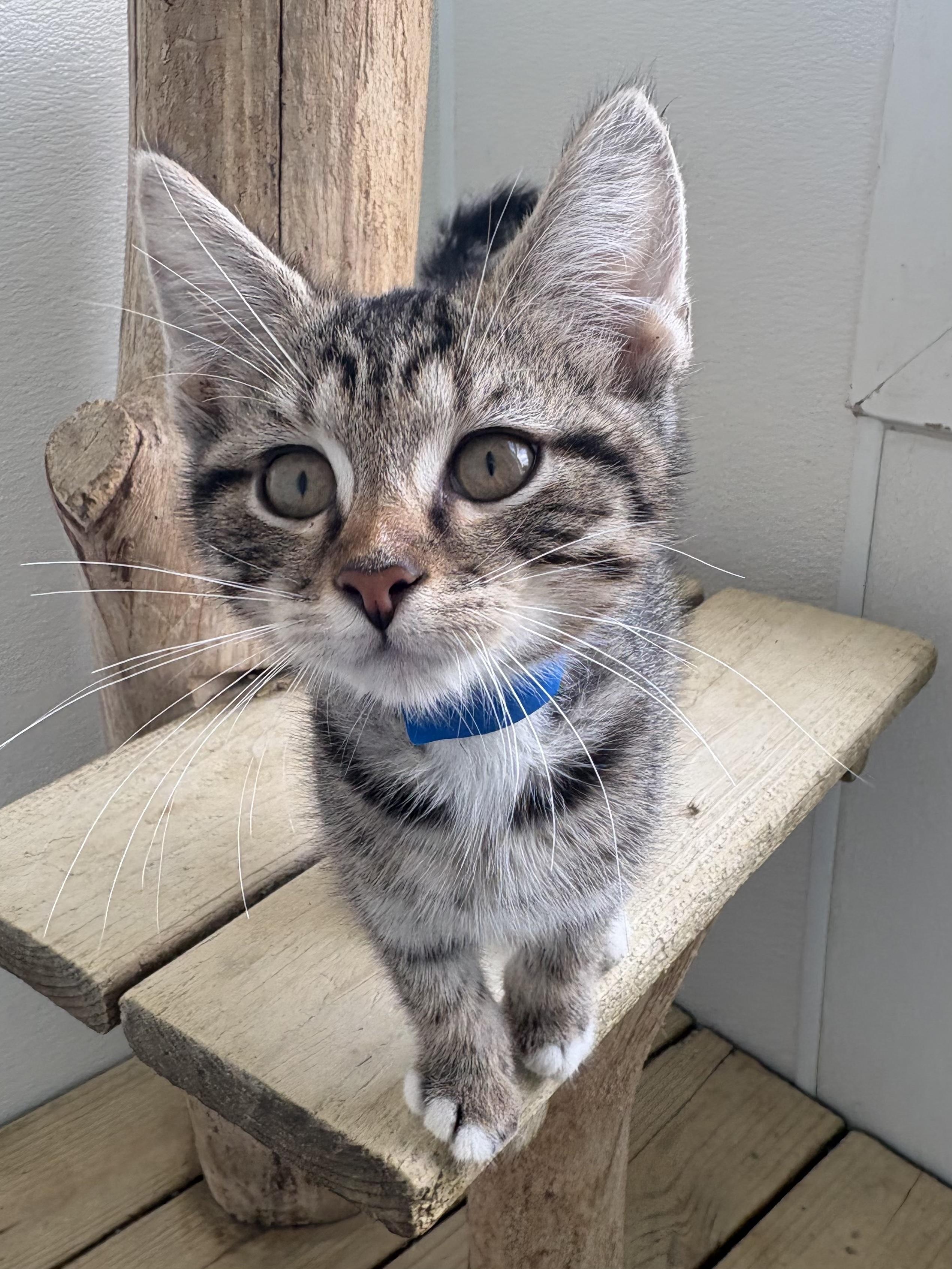 Enlarge Biscuit, a Adoptable Domestic Short Hair in Chicago, IL image 1/6