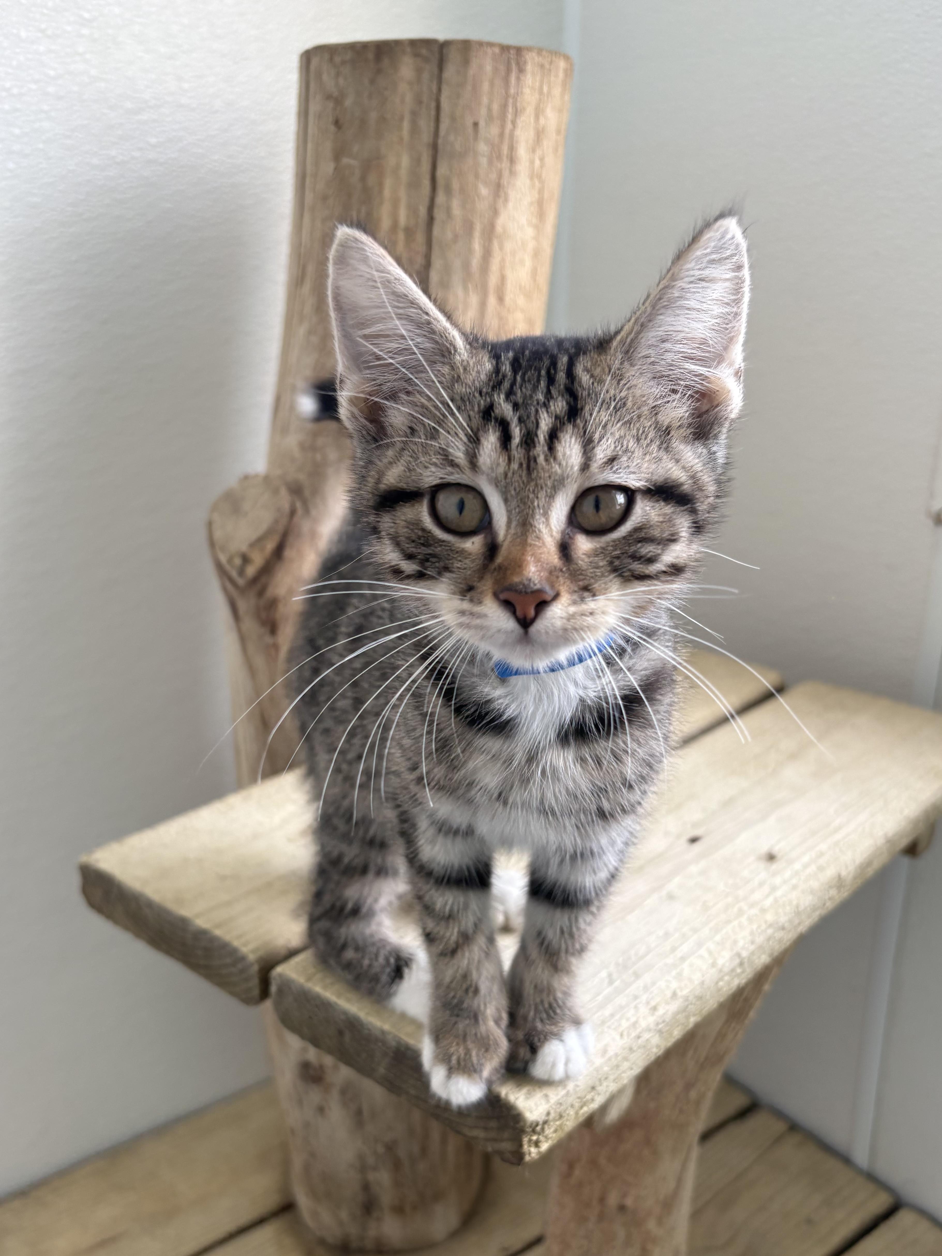 Enlarge Biscuit, a Adoptable Domestic Short Hair in Chicago, IL image 4/6
