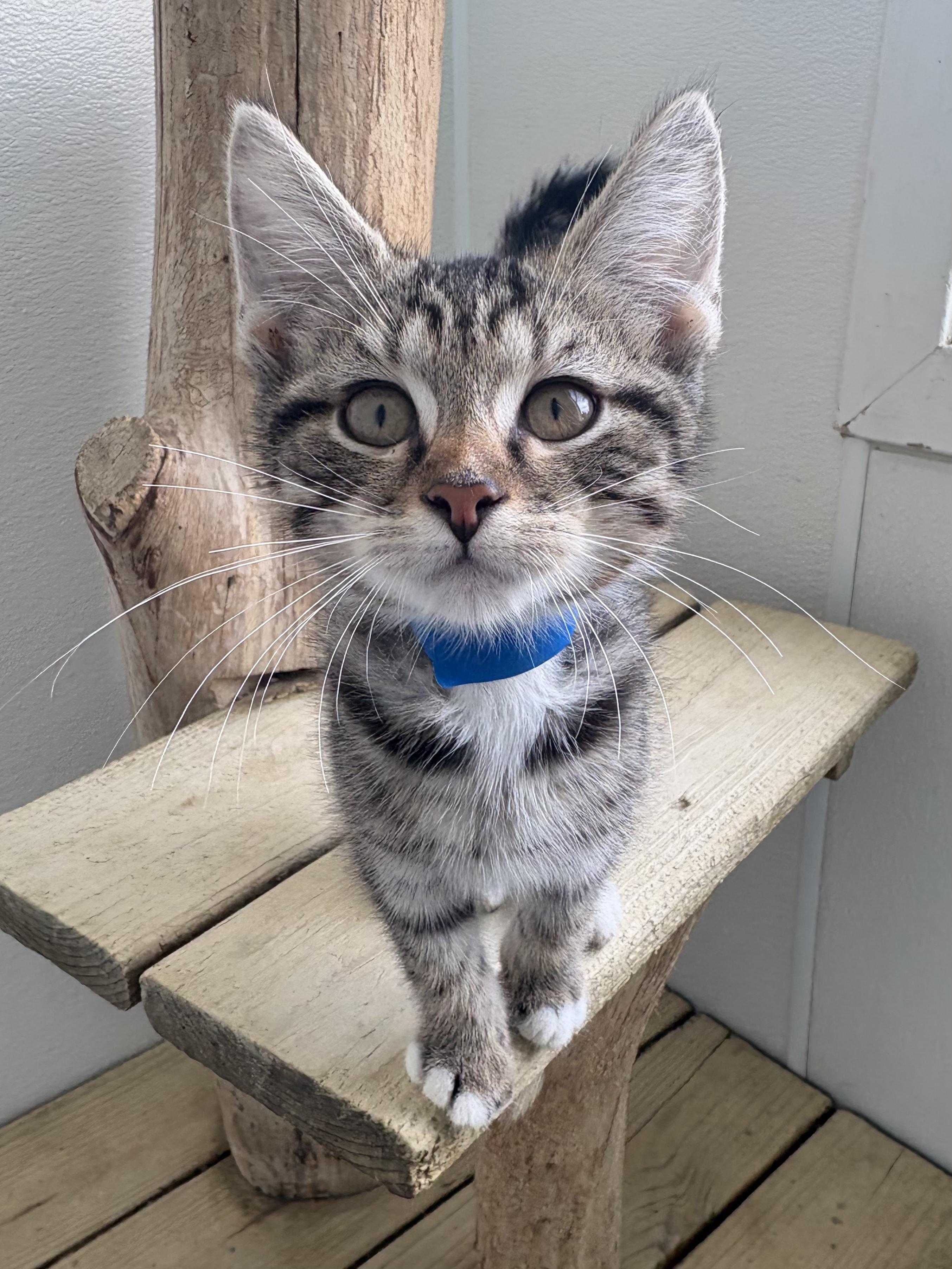 Enlarge Biscuit, a Adoptable Domestic Short Hair in Chicago, IL image 6/6