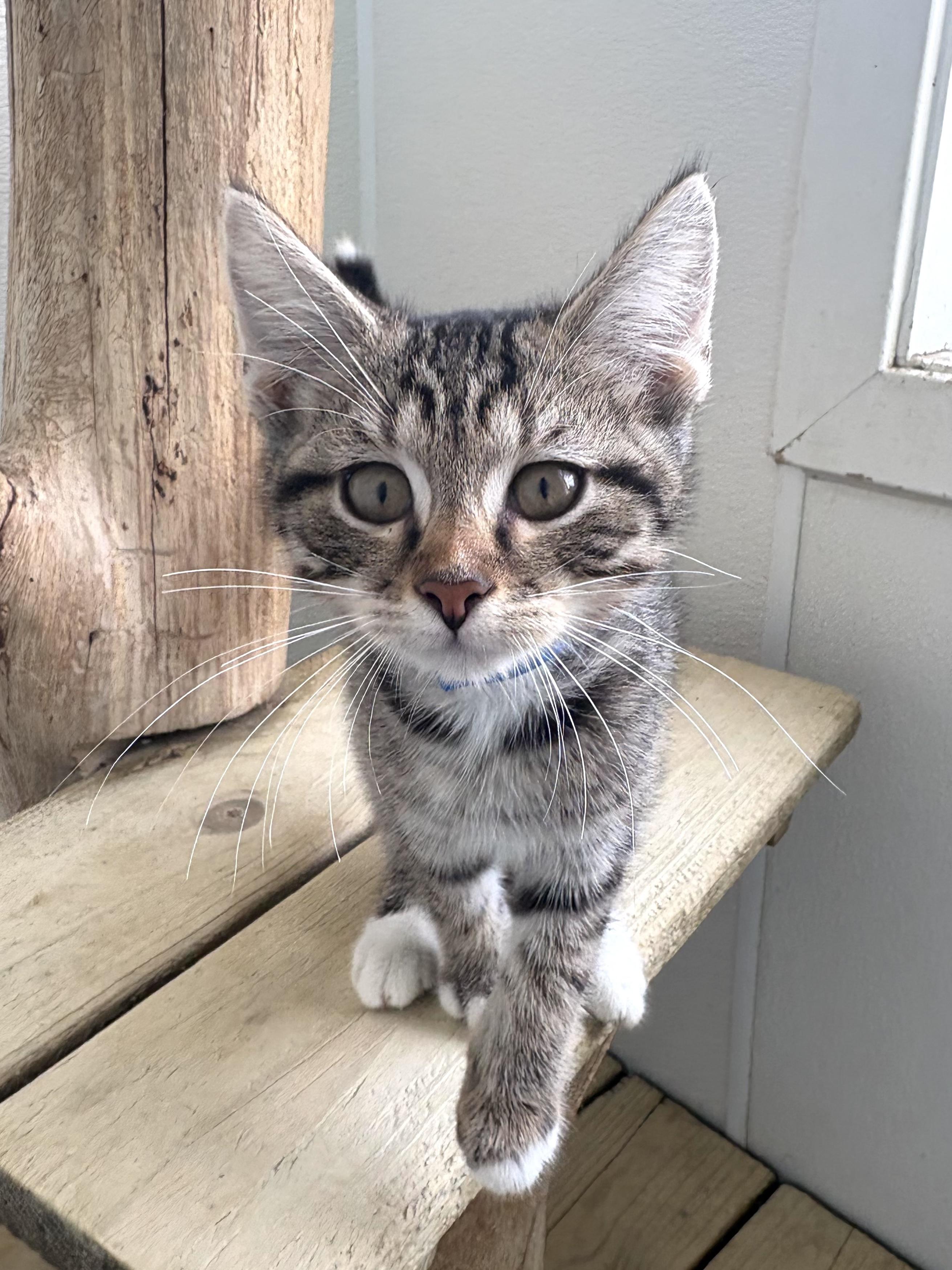 Enlarge Biscuit, a Adoptable Domestic Short Hair in Chicago, IL image 5/6