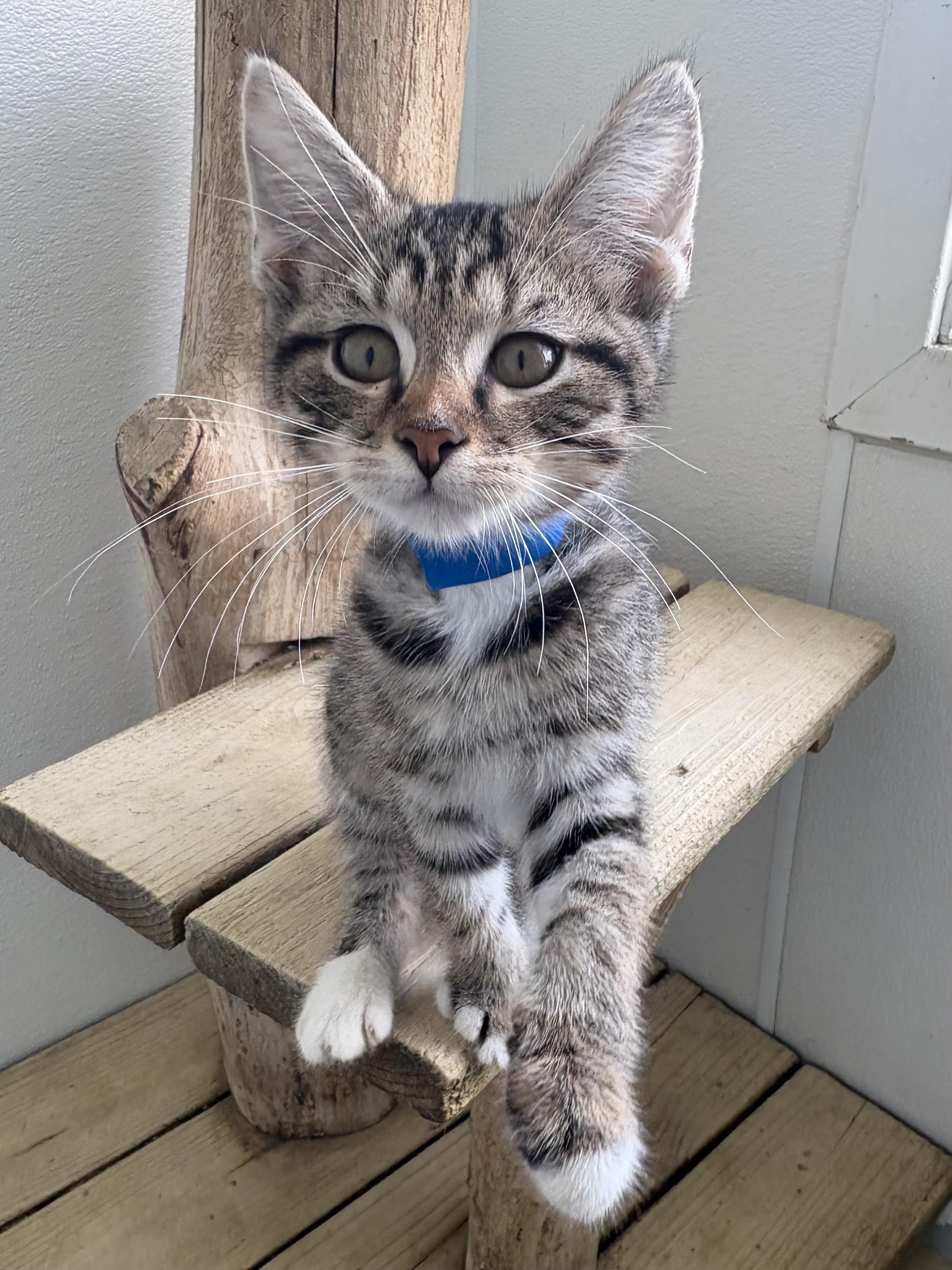Enlarge Biscuit, a Adoptable Domestic Short Hair in Chicago, IL image 3/6