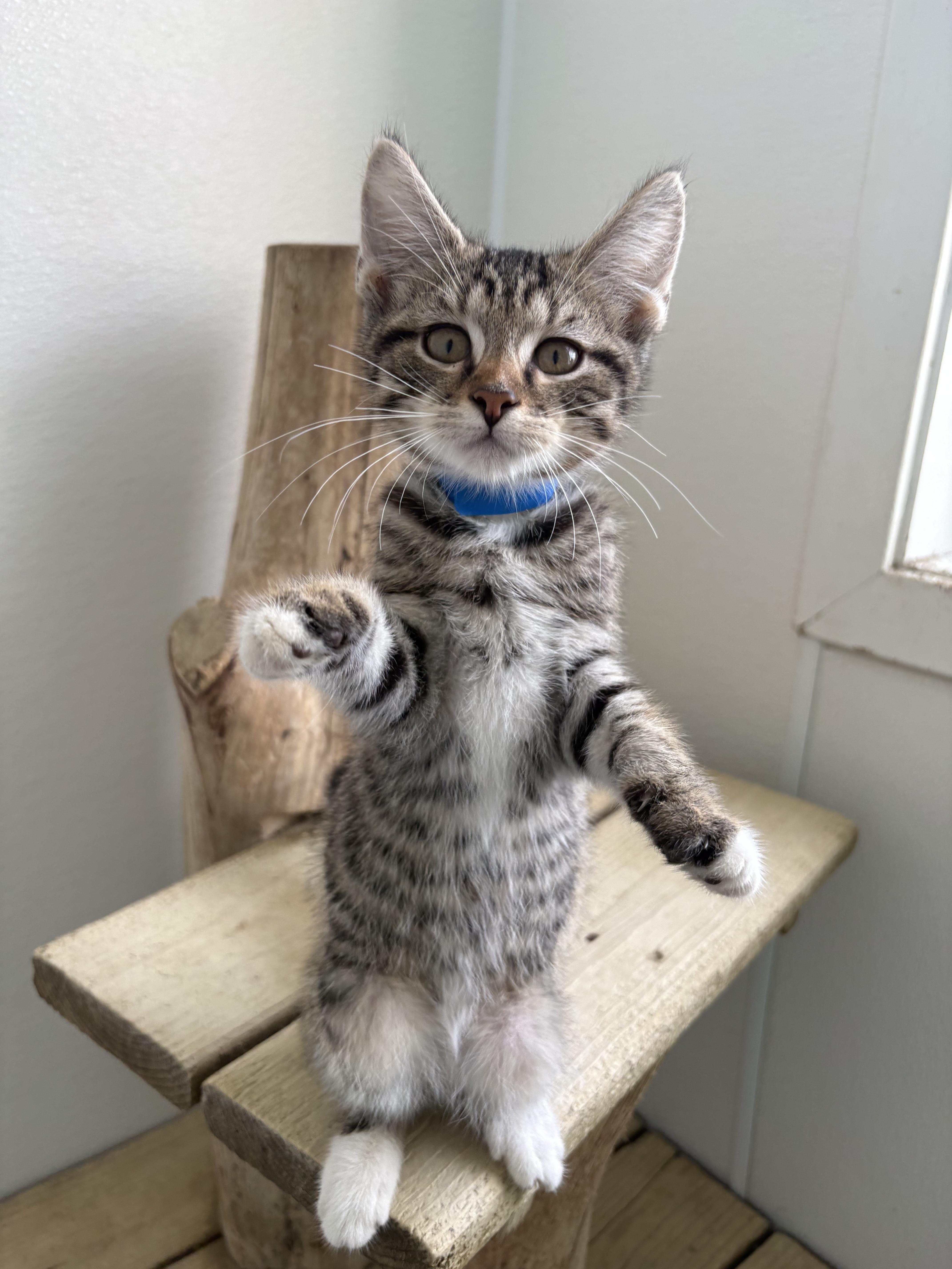 Enlarge Biscuit, a Adoptable Domestic Short Hair in Chicago, IL image 2/6