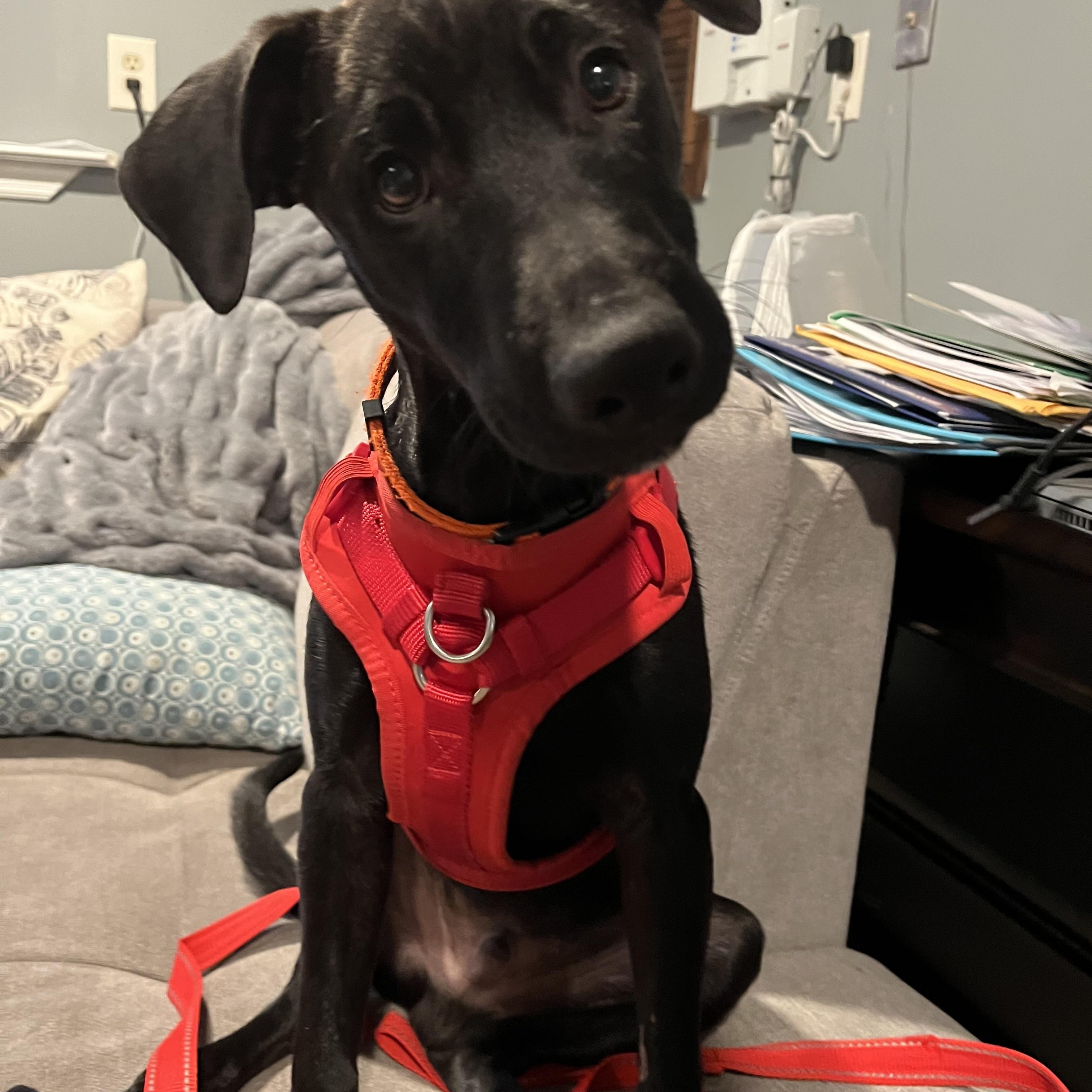 Roman, a Adopted mixed breed in Warren, NJ image 1/3