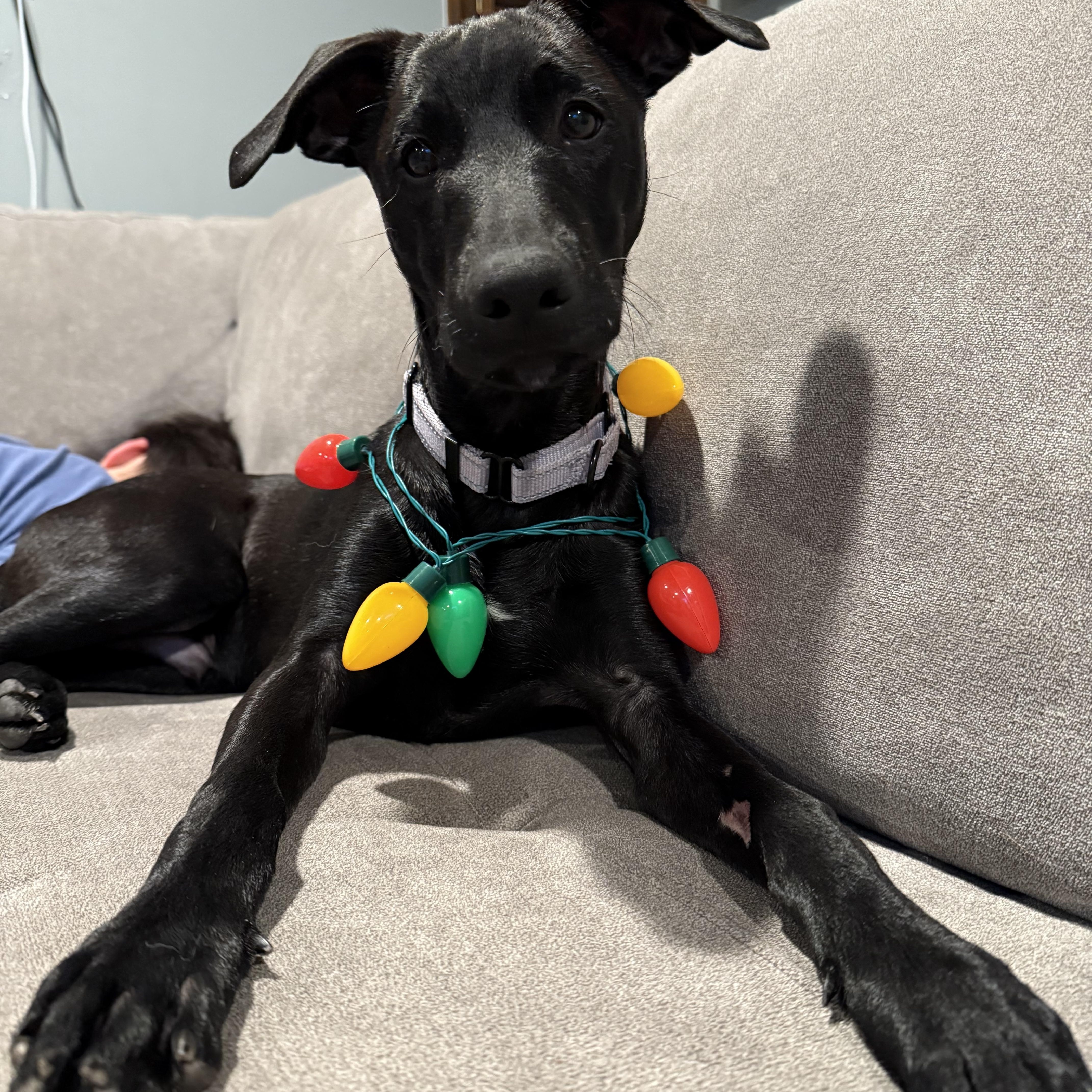 Roman, a Adopted mixed breed in Warren, NJ image 2/3