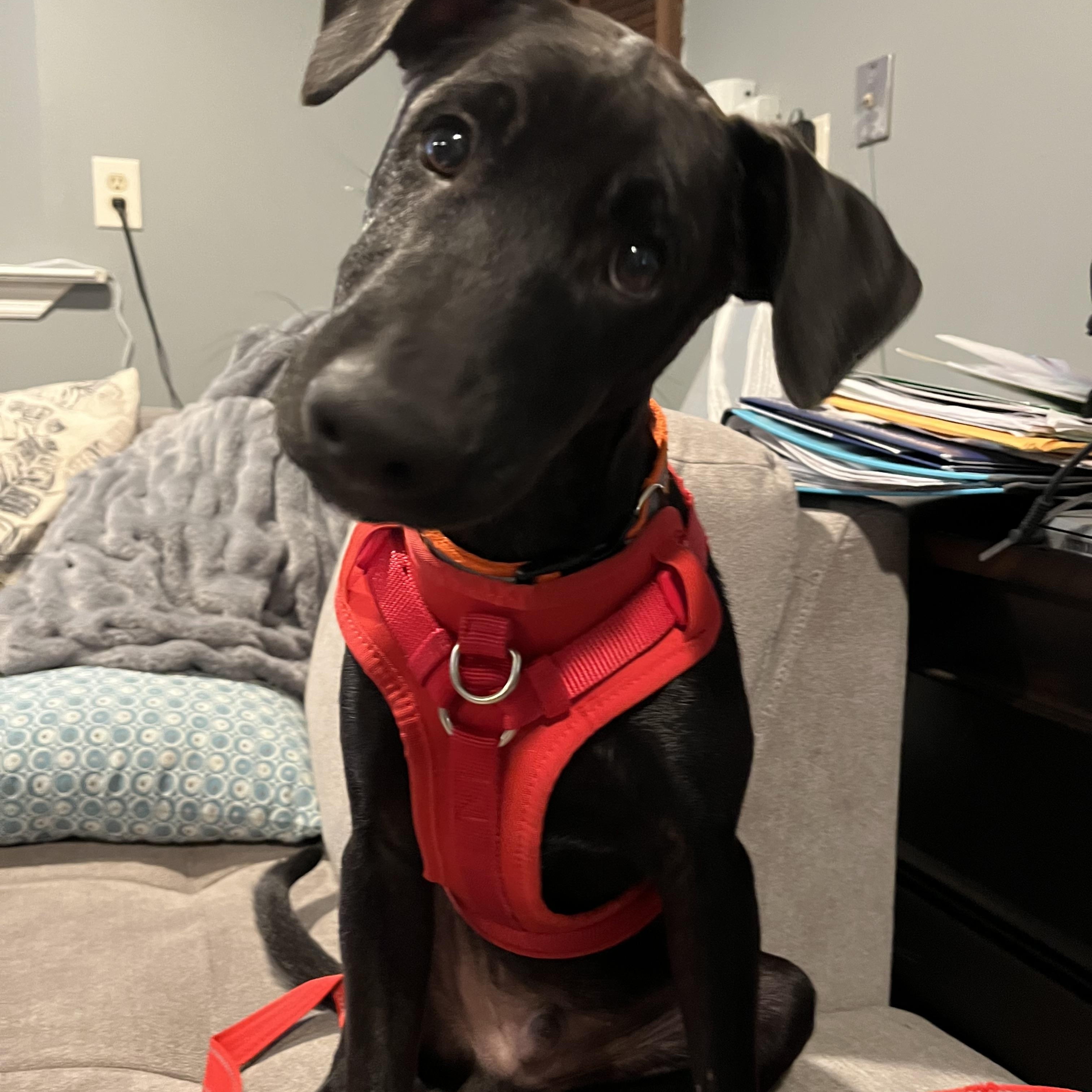 Roman, a Adopted mixed breed in Warren, NJ image 3/3