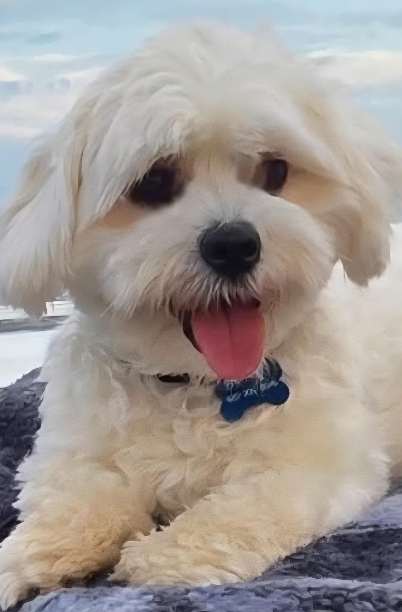 Bing, Adopted, Young Male Maltese.