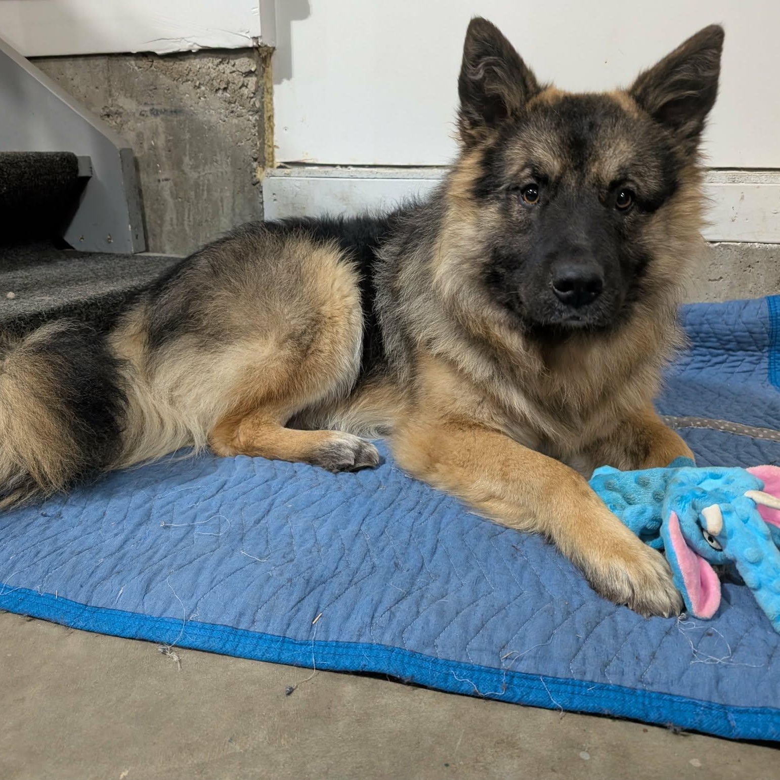 Enlarge Percy, an adopted mixed breed in Edmonton, AB image 5/6