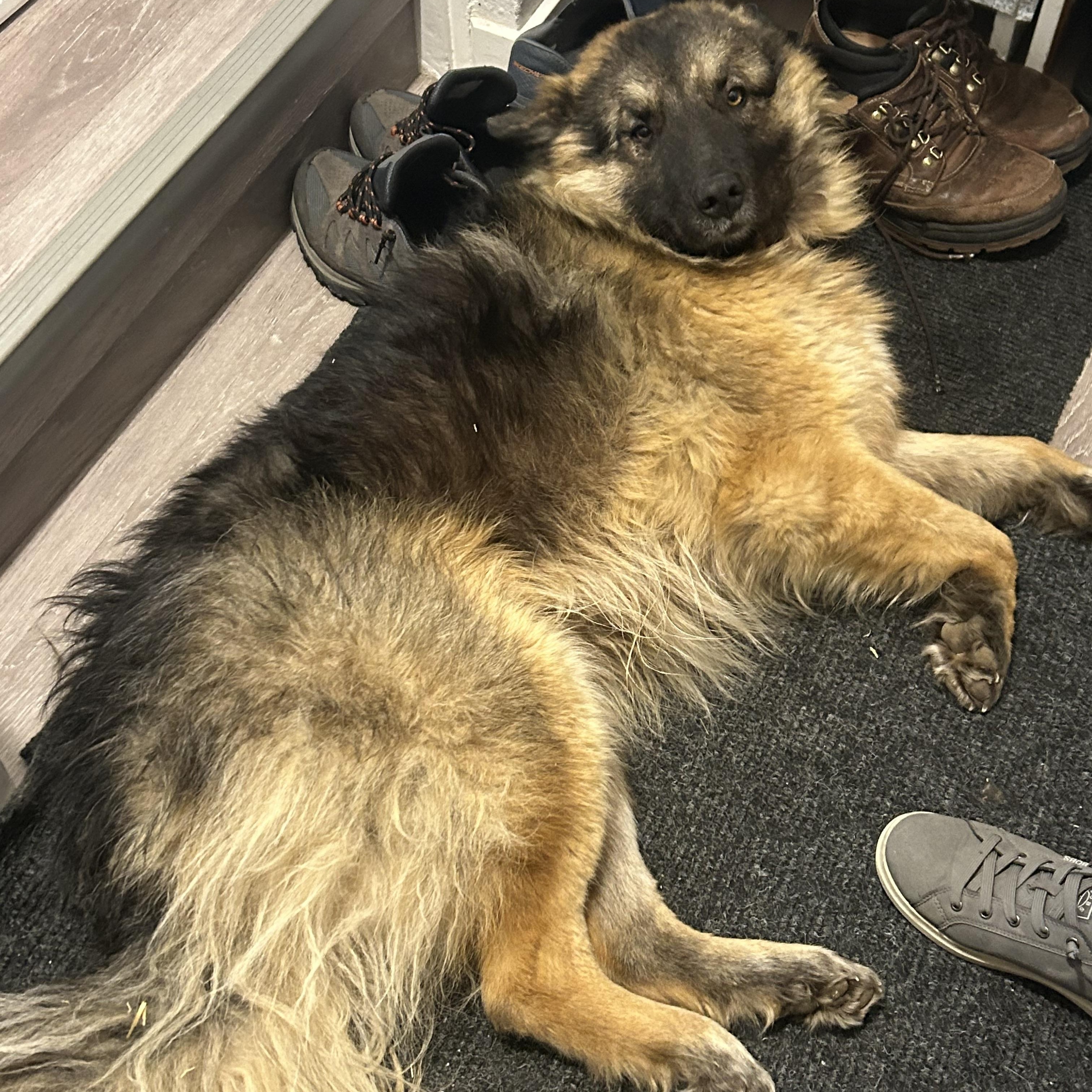 Enlarge Percy, an adopted mixed breed in Edmonton, AB image 6/6