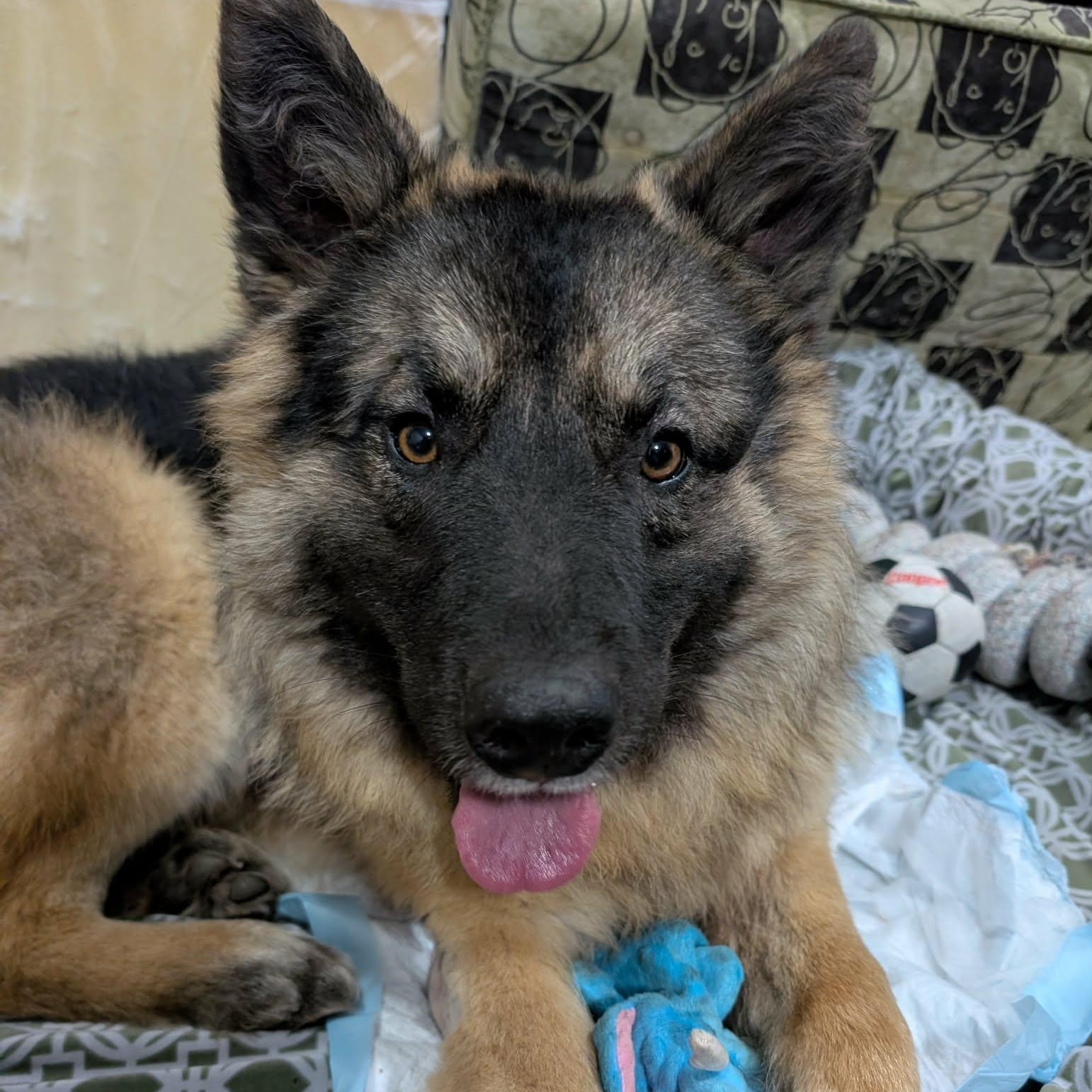 Enlarge Percy, an adopted mixed breed in Edmonton, AB image 3/6