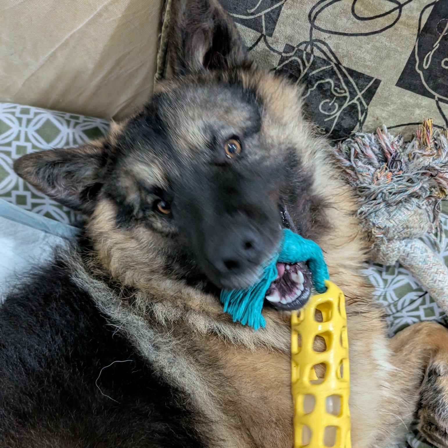 Enlarge Percy, an adopted mixed breed in Edmonton, AB image 4/6