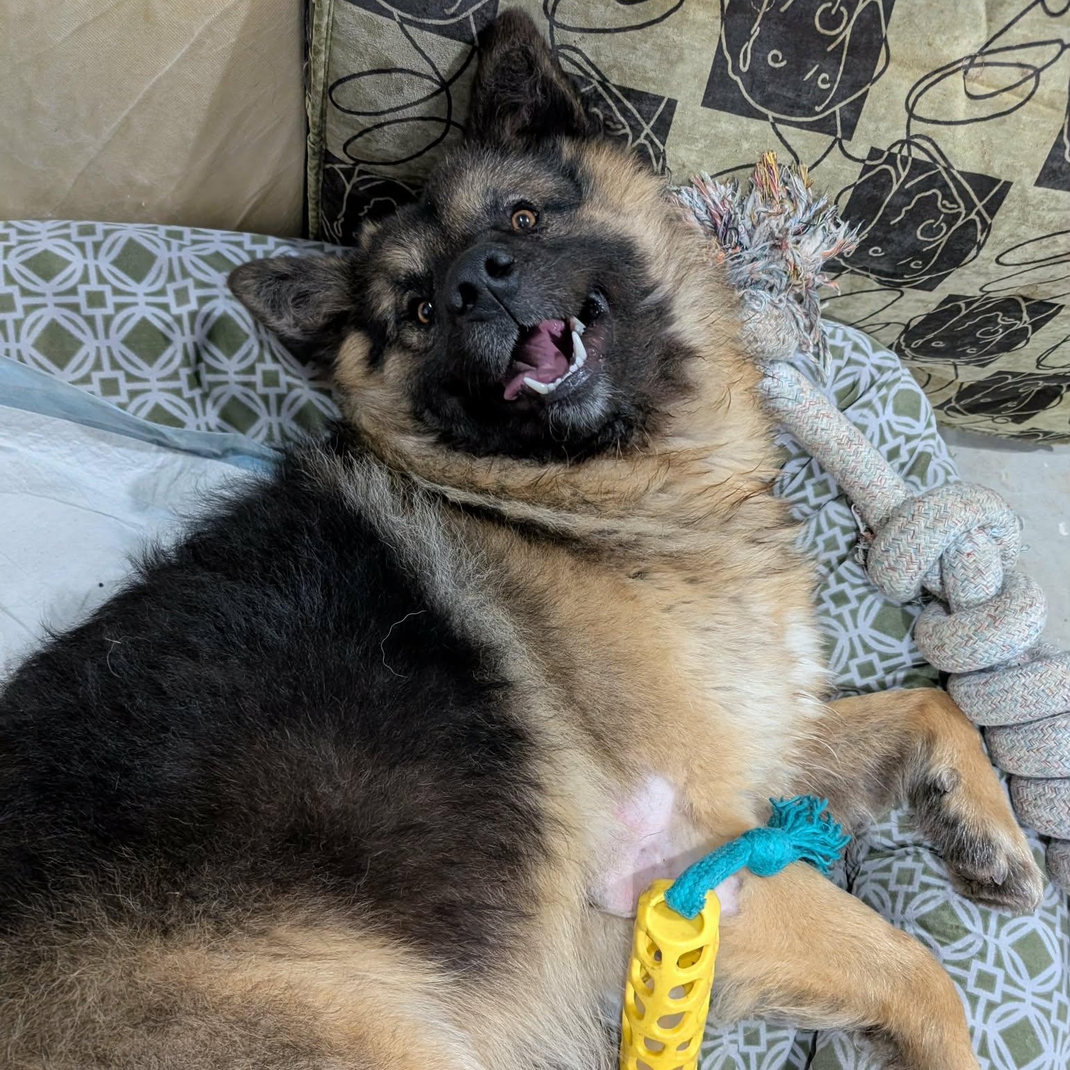 Enlarge Percy, an adopted mixed breed in Edmonton, AB image 2/6