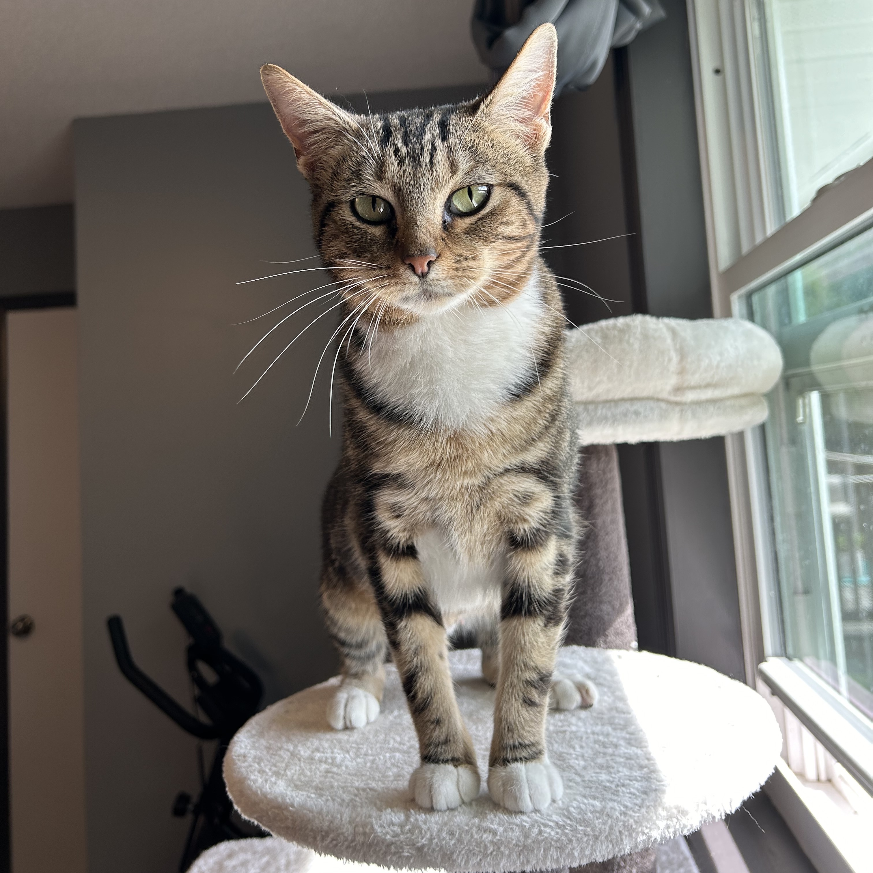 Acorn, Adopted, Adult Female Domestic Short Hair.