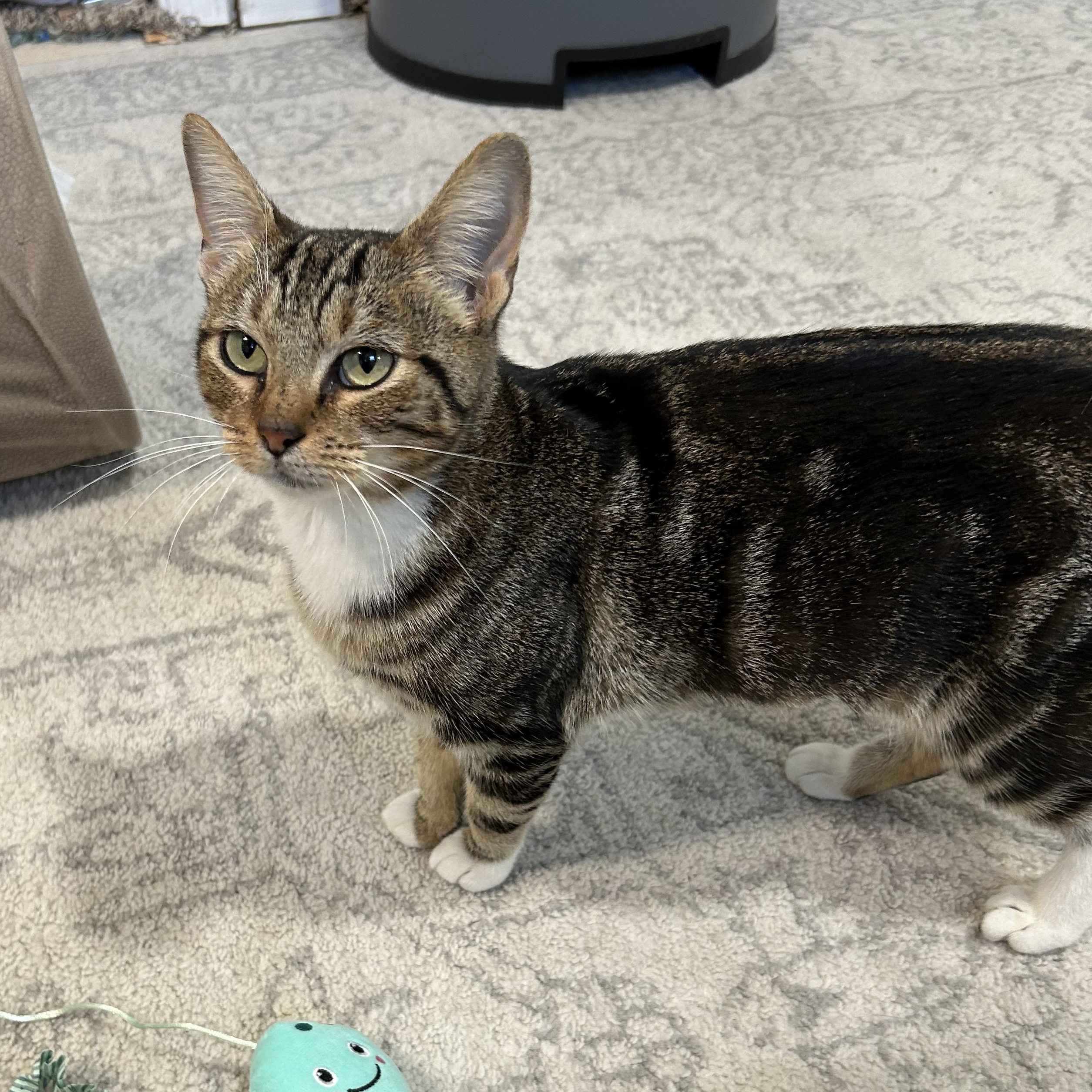 Enlarge Acorn, a Adopted Domestic Short Hair in Fort Oglethorpe, GA image 2/5