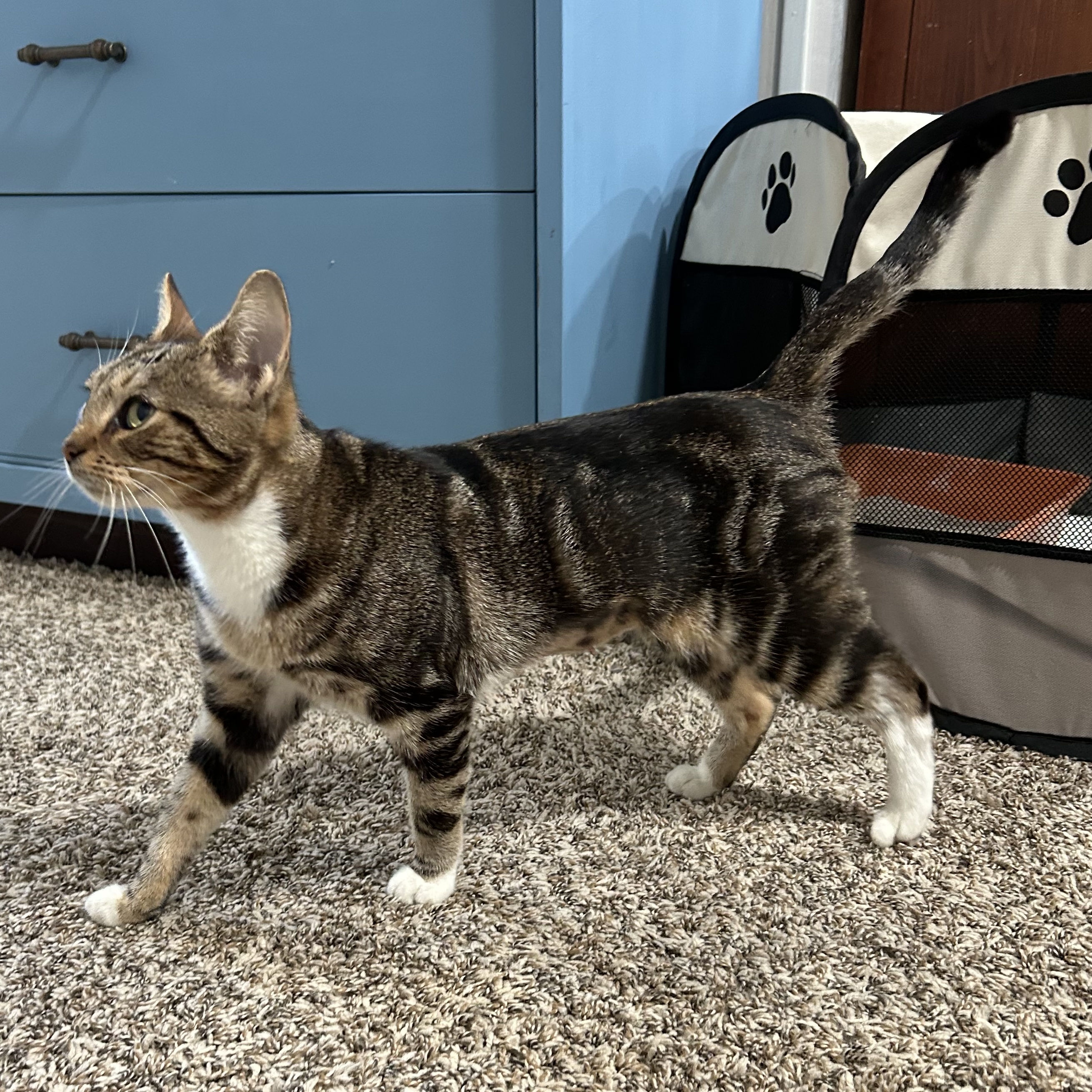 Enlarge Acorn, a Adopted Domestic Short Hair in Fort Oglethorpe, GA image 3/5