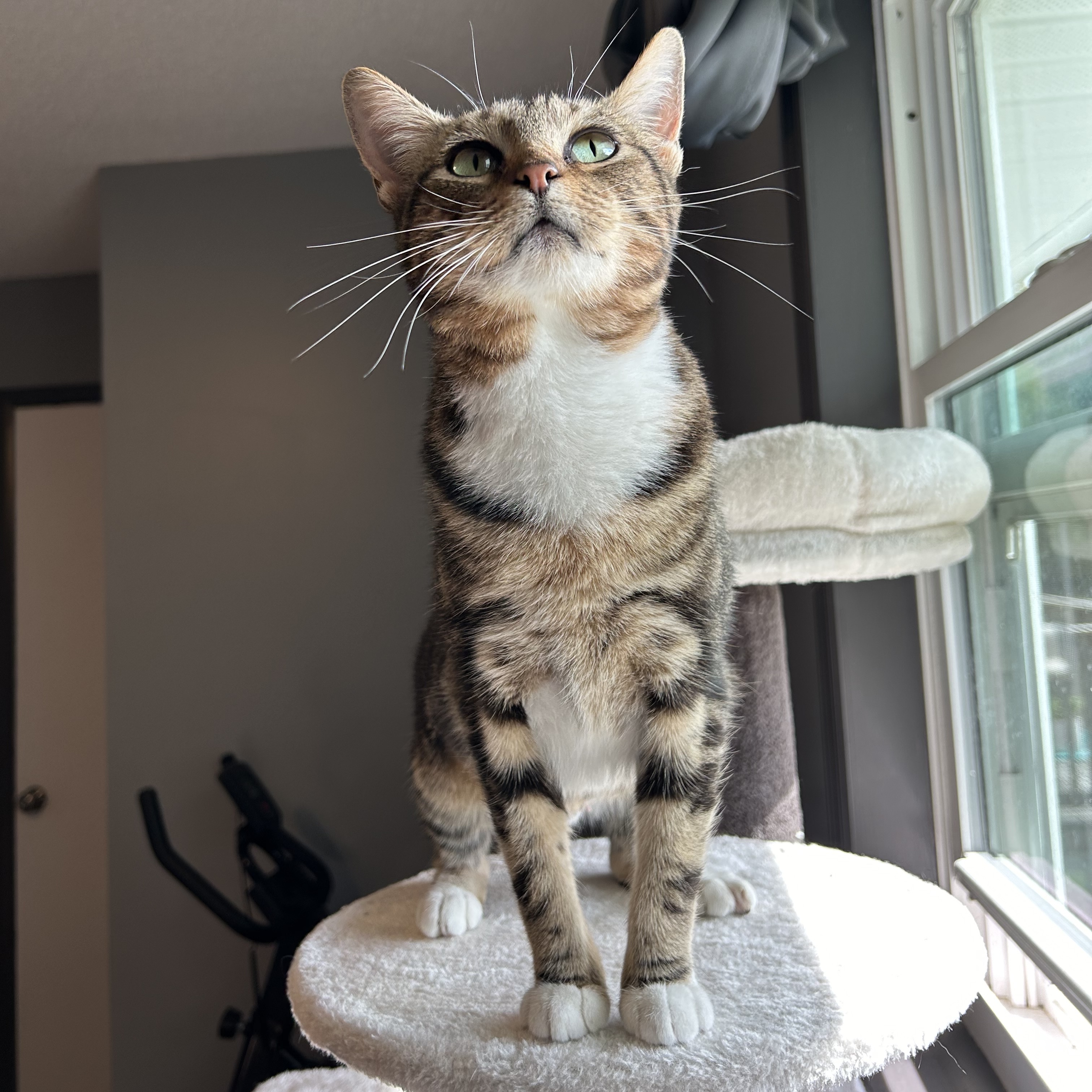 Enlarge Acorn, a Adopted Domestic Short Hair in Fort Oglethorpe, GA image 4/5