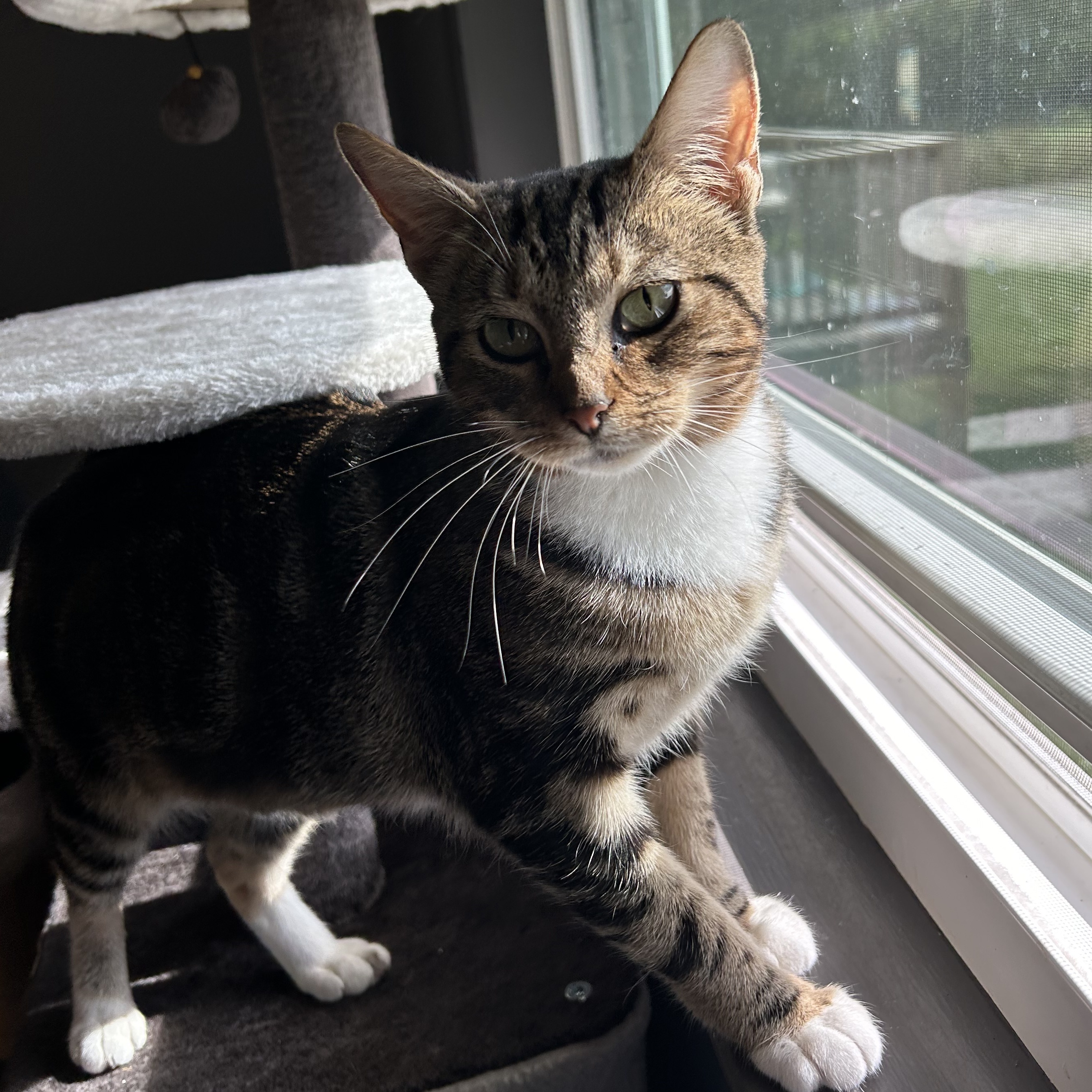 Enlarge Acorn, a Adopted Domestic Short Hair in Fort Oglethorpe, GA image 5/5