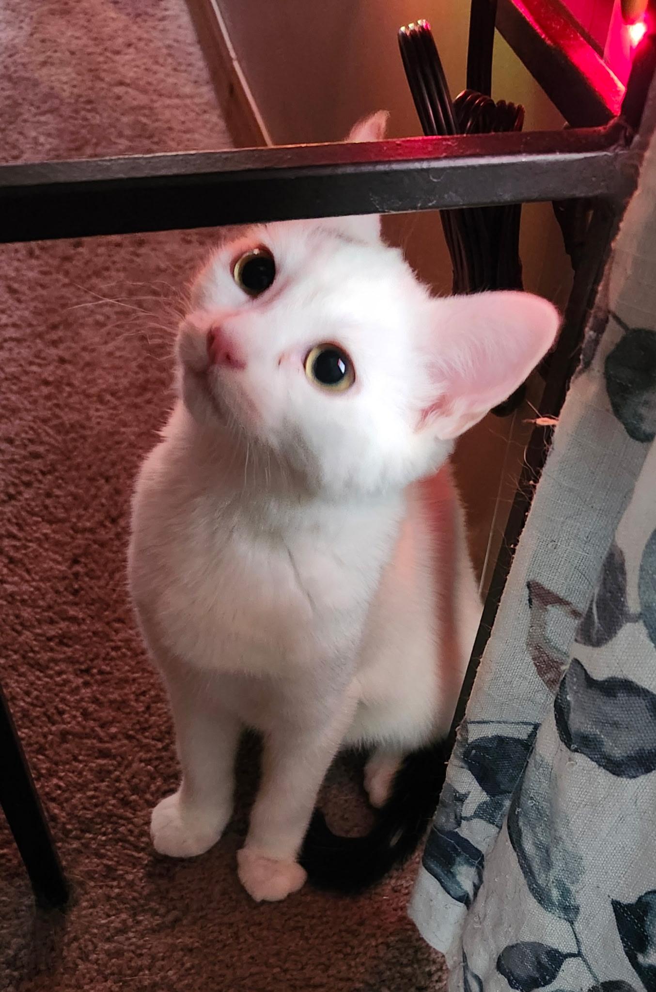 Enlarge Aggie, a Adoptable Domestic Short Hair in Renfrew, PA image 3/3