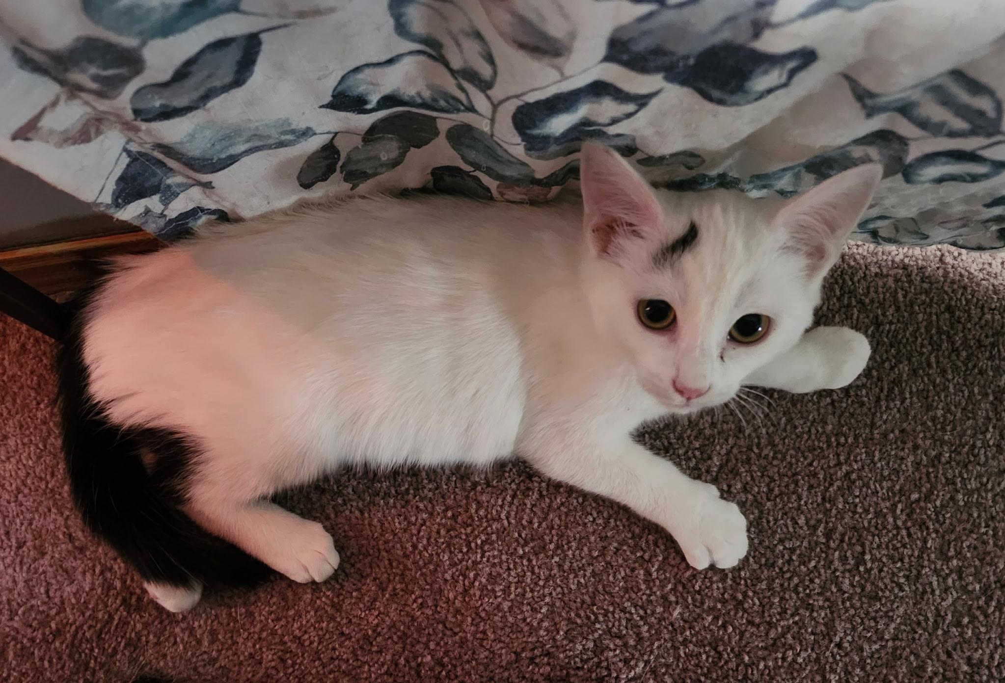 Aggie, Adoptable, Young Female Domestic Short Hair.