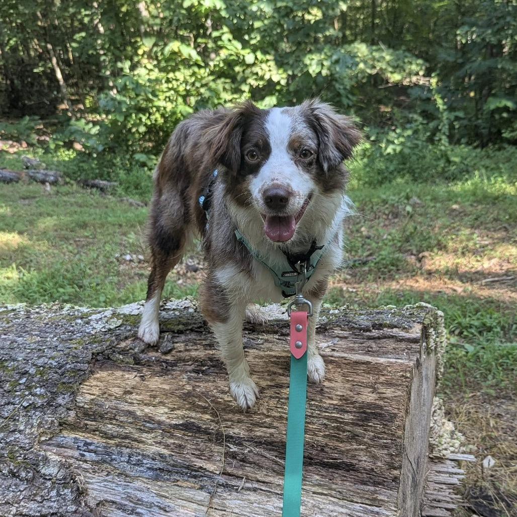 Olive, a Adoptable Australian Shepherd in Alexandria, VA image 1/6