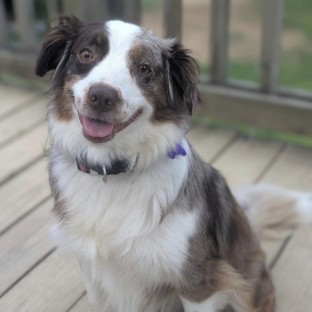 Olive, a Adoptable Australian Shepherd in Alexandria, VA image 4/6