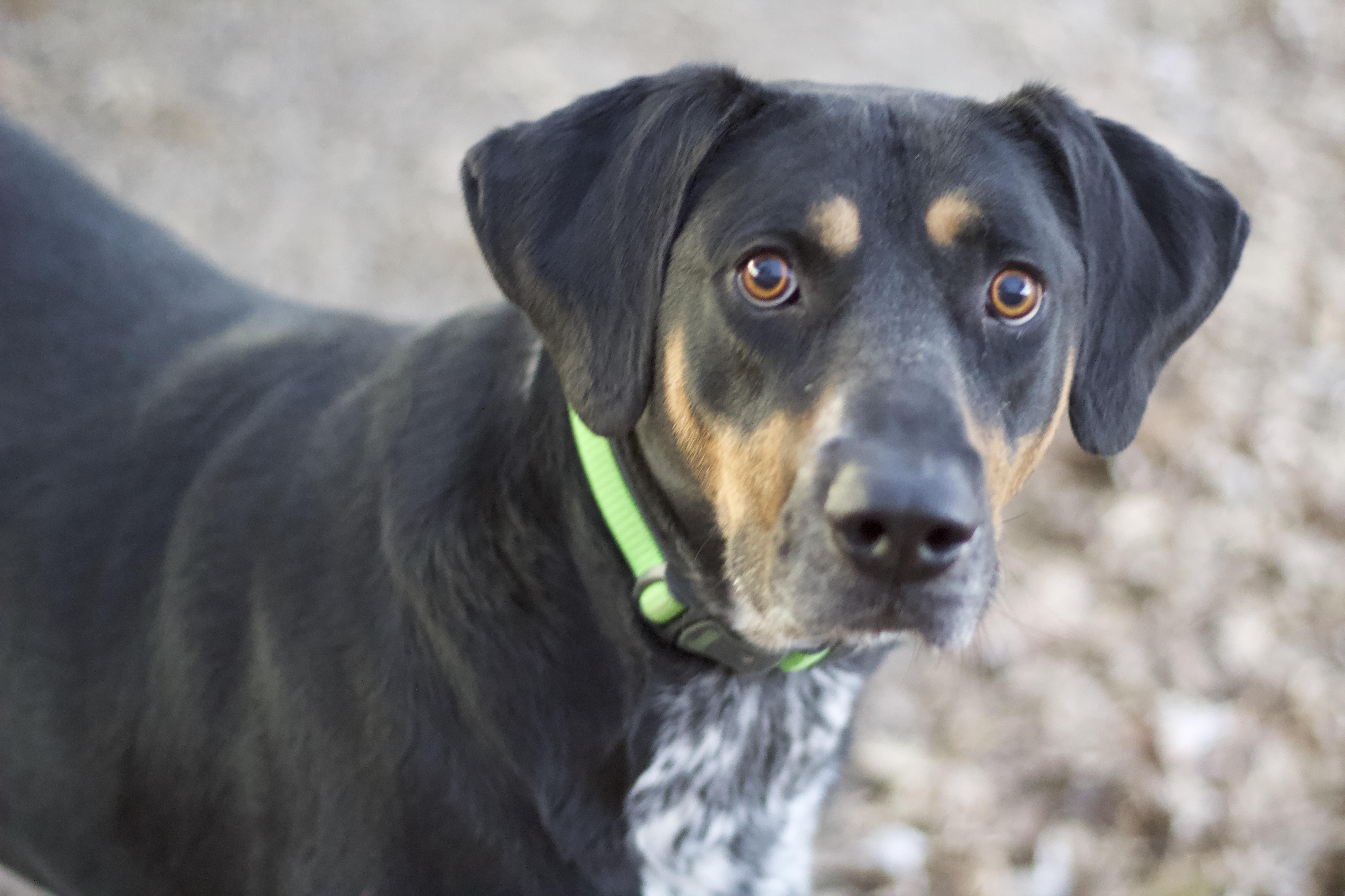 Rhodes, Adoptable, Adult Male Hound.