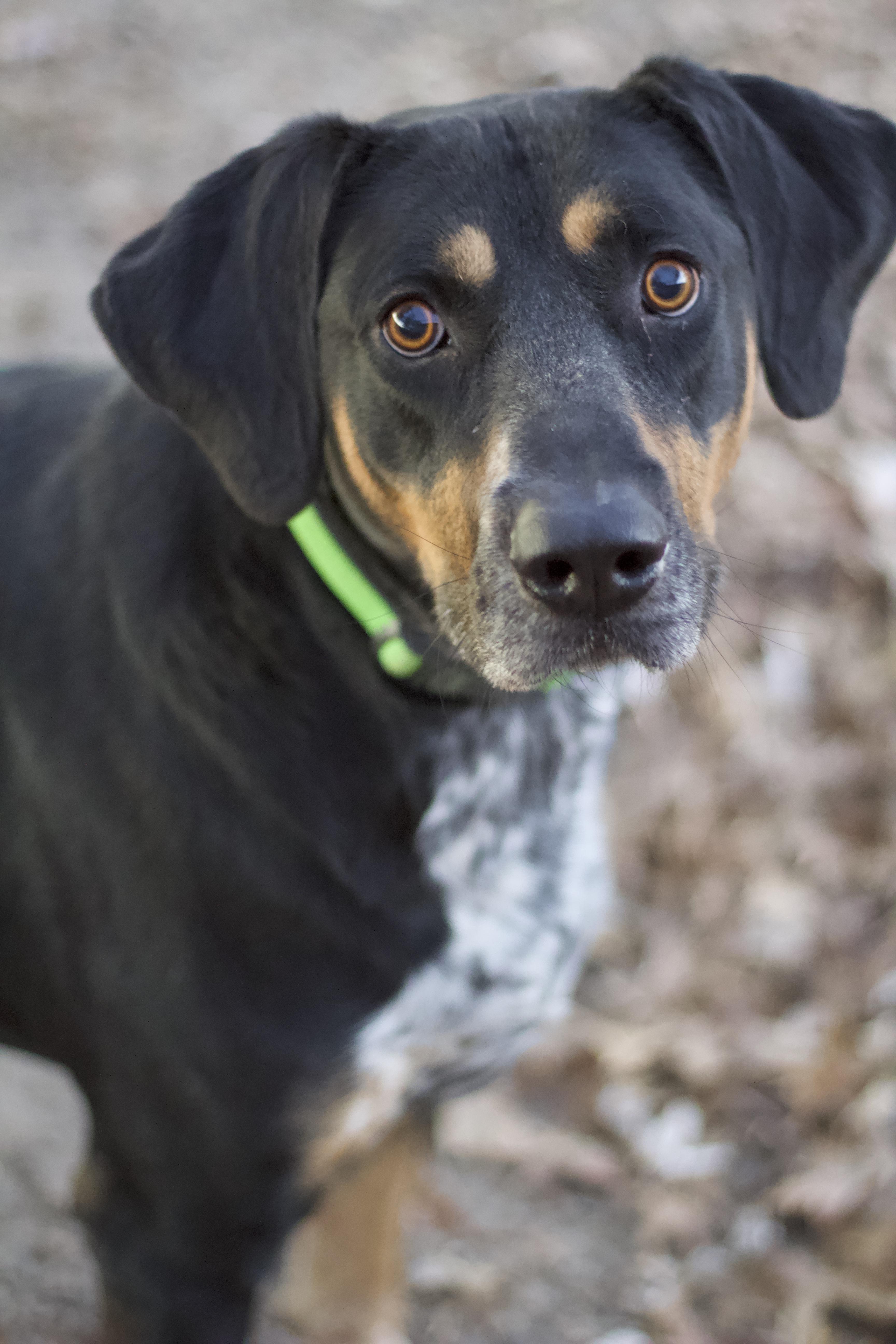 Rhodes, a Adoptable mixed breed in Ottumwa, IA image 2/2